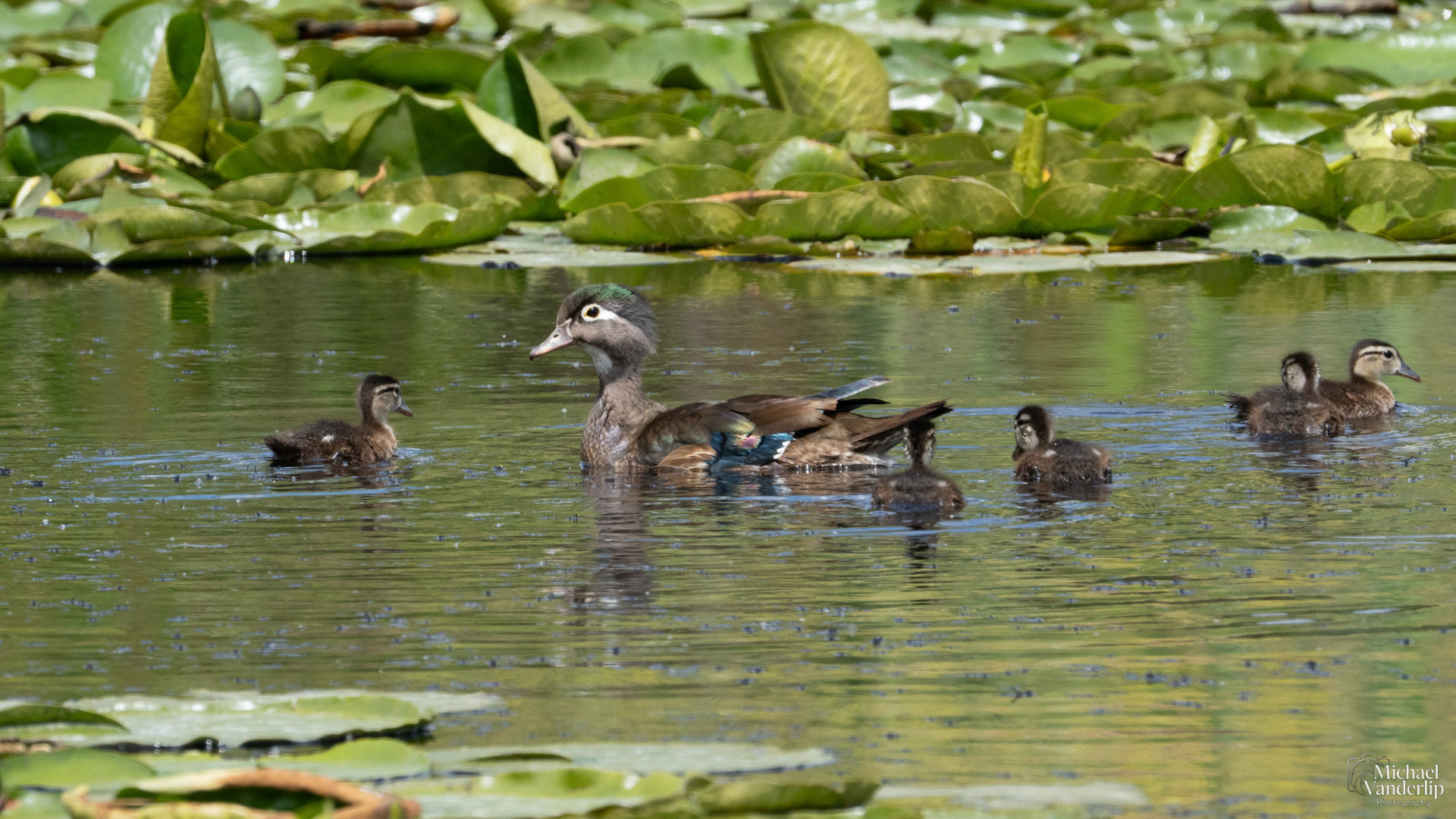 Wood Ducks along the Bear Creek Greenway near Talent, Oregon.