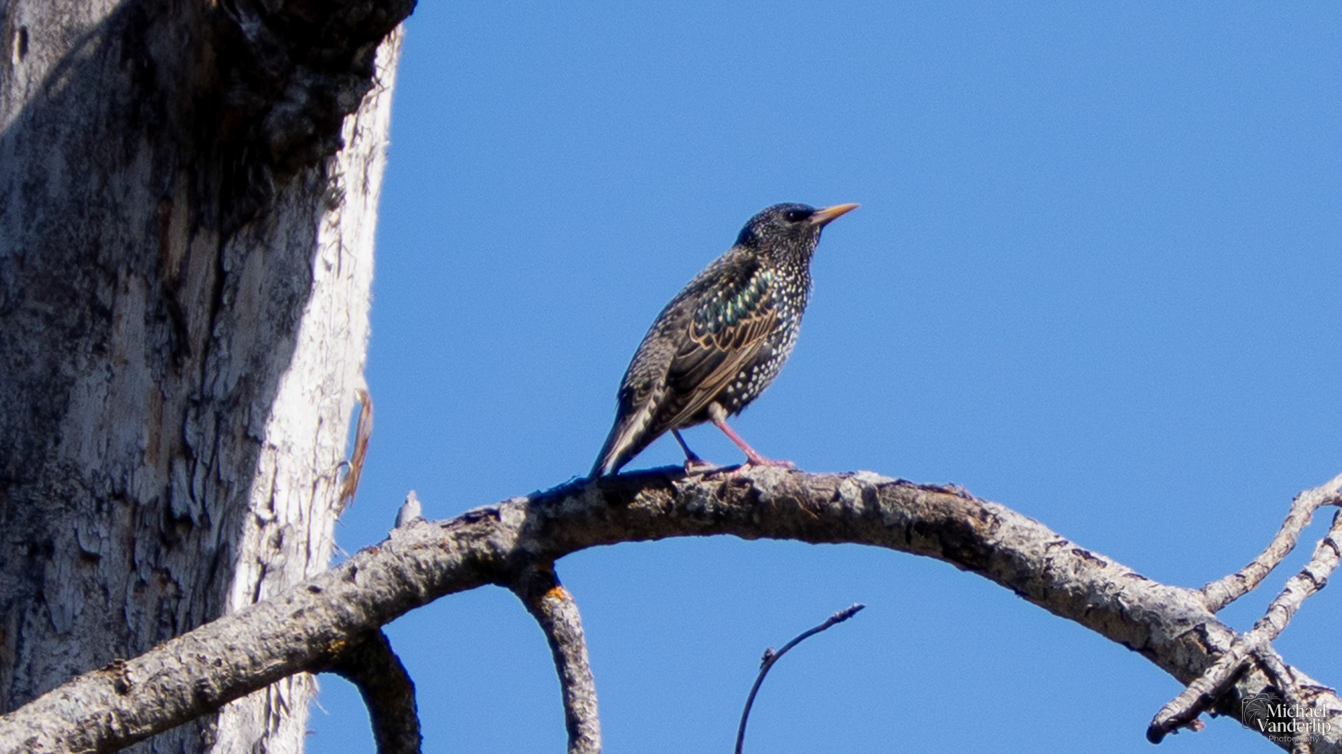Starling along the Bear Creek Greenway near Talent, Oregon.