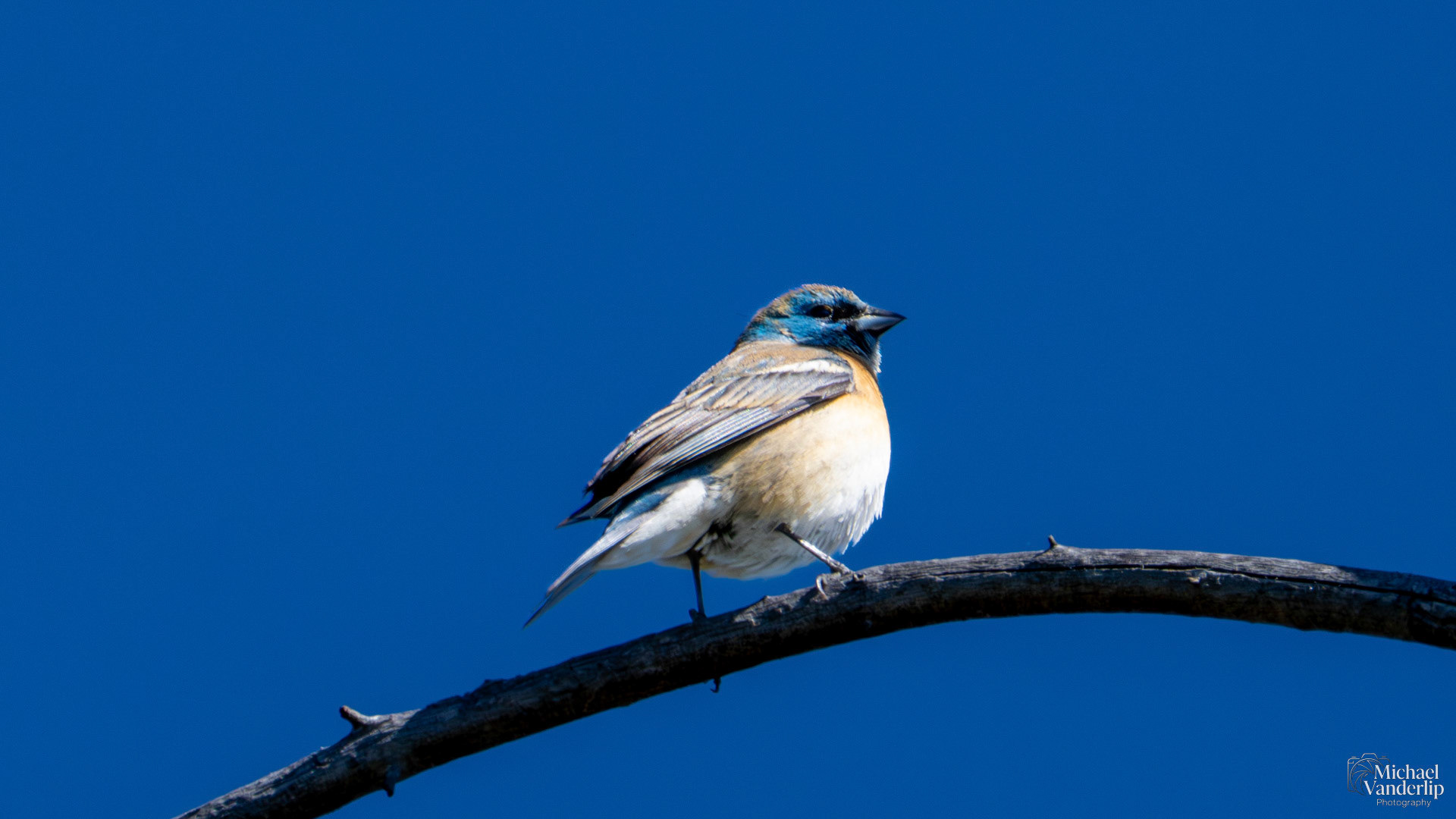 Lazuli Bunting along the Roxy Ann Trail, Medford, Oregon.