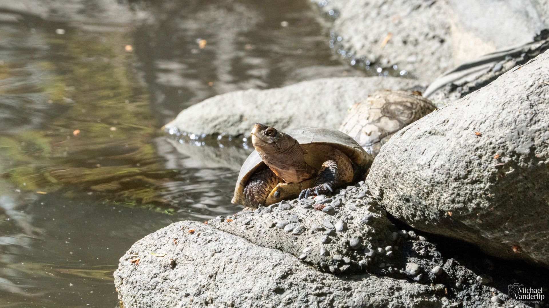 Western Pond Turtle in Lithia Park, Ashland, Oregon.