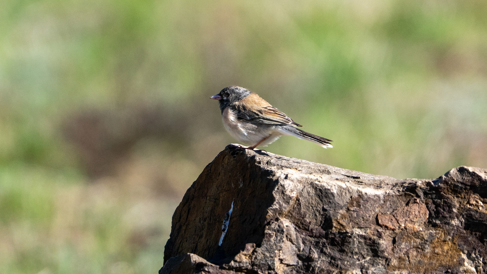 Dark-Eyed Junco along the Pacific Crest Trail near Mt. Ashland, Oregon.