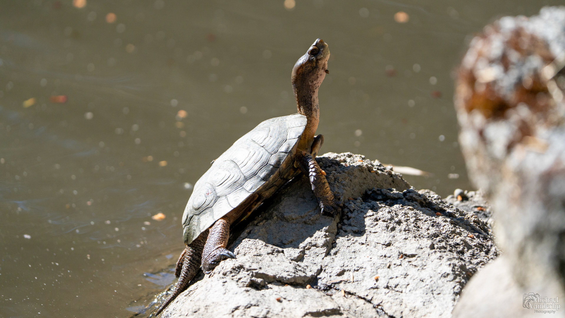 Western Pond Turtle in Lithia Park, Ashland, Oregon.