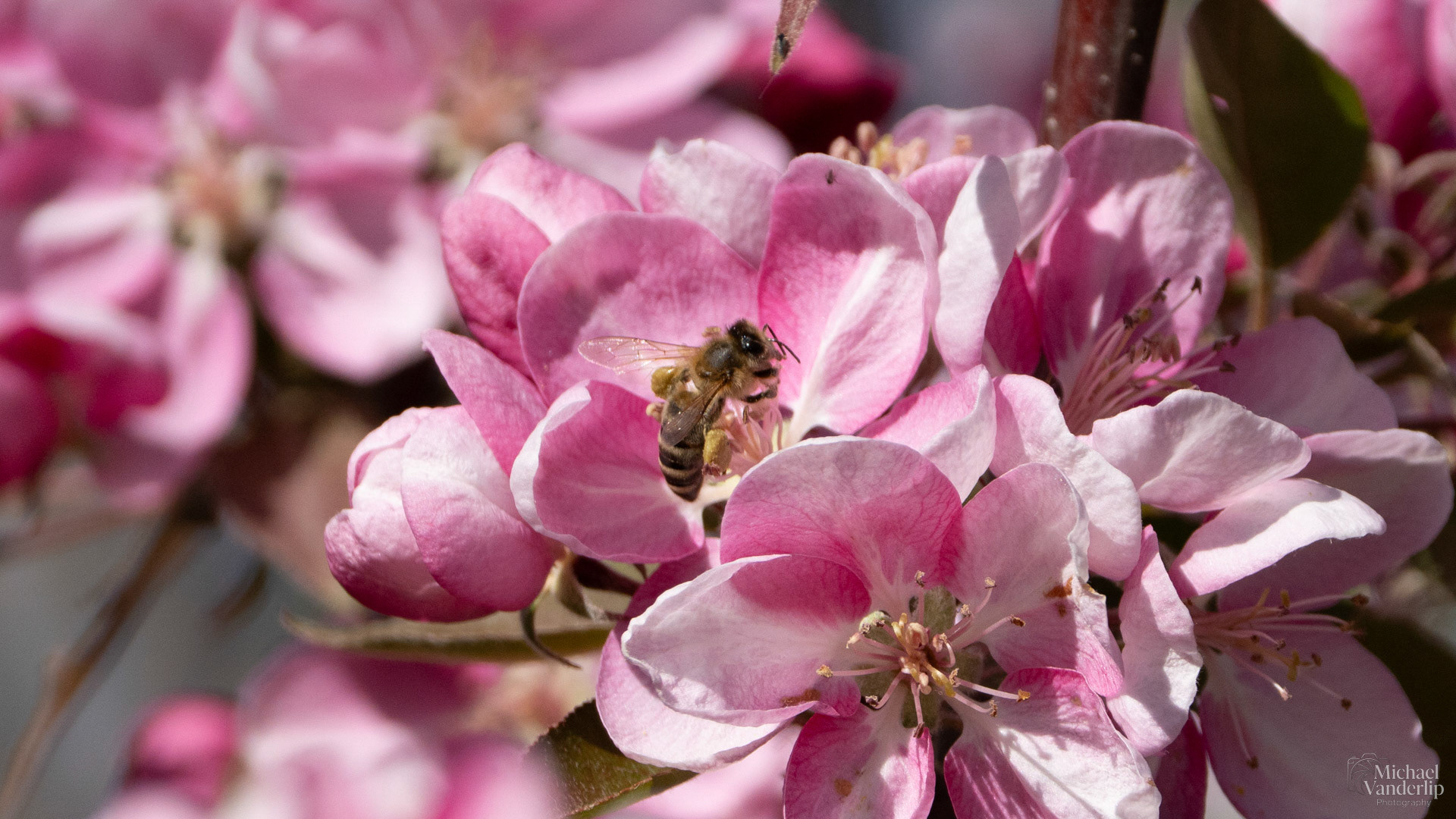 Honey Bee and Crabapple Blossoms along the Bear Creek Greenway near Talent, Oregon.