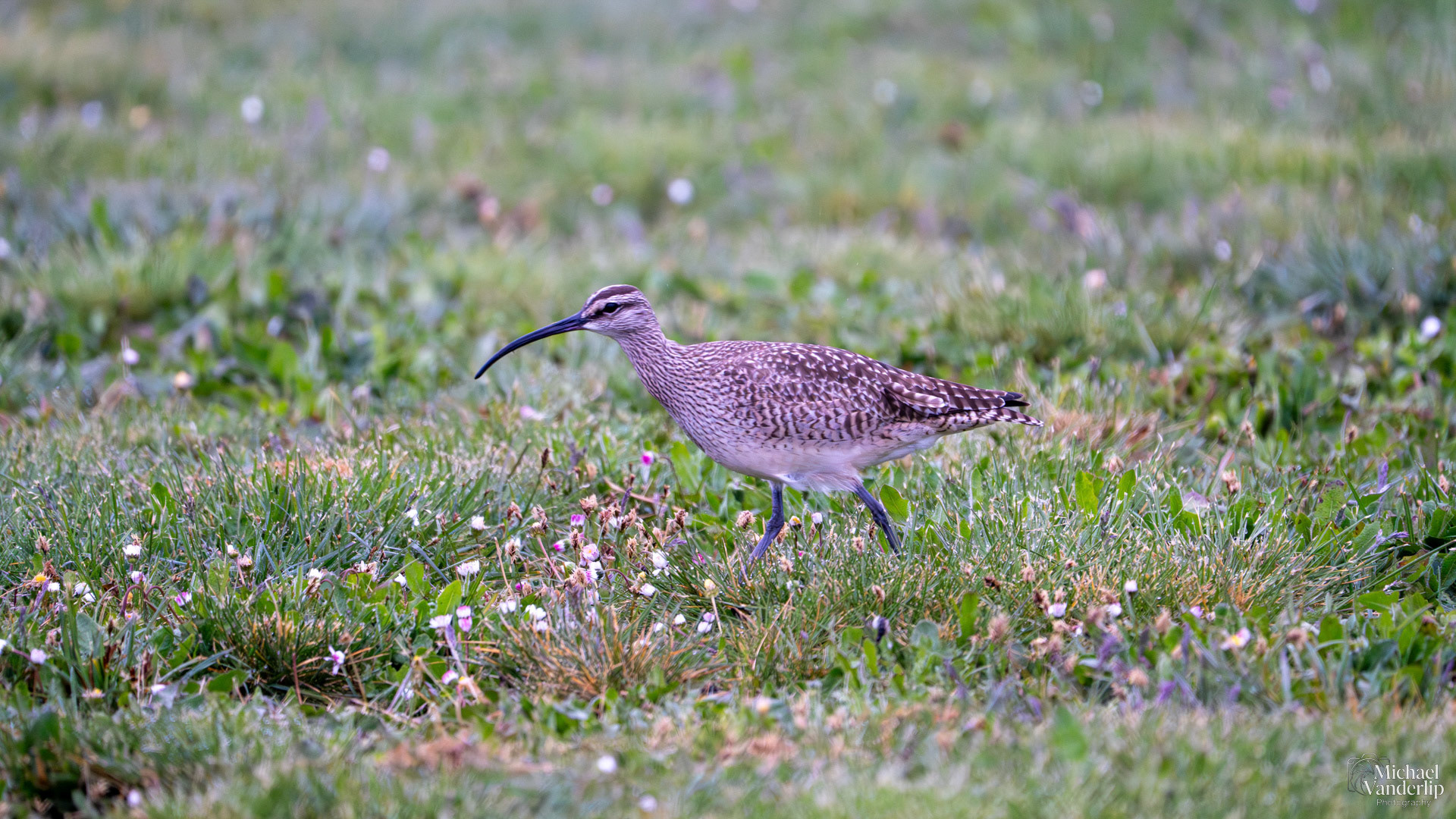 Whimbrel along the coast near Depoe Bay, Oregon.