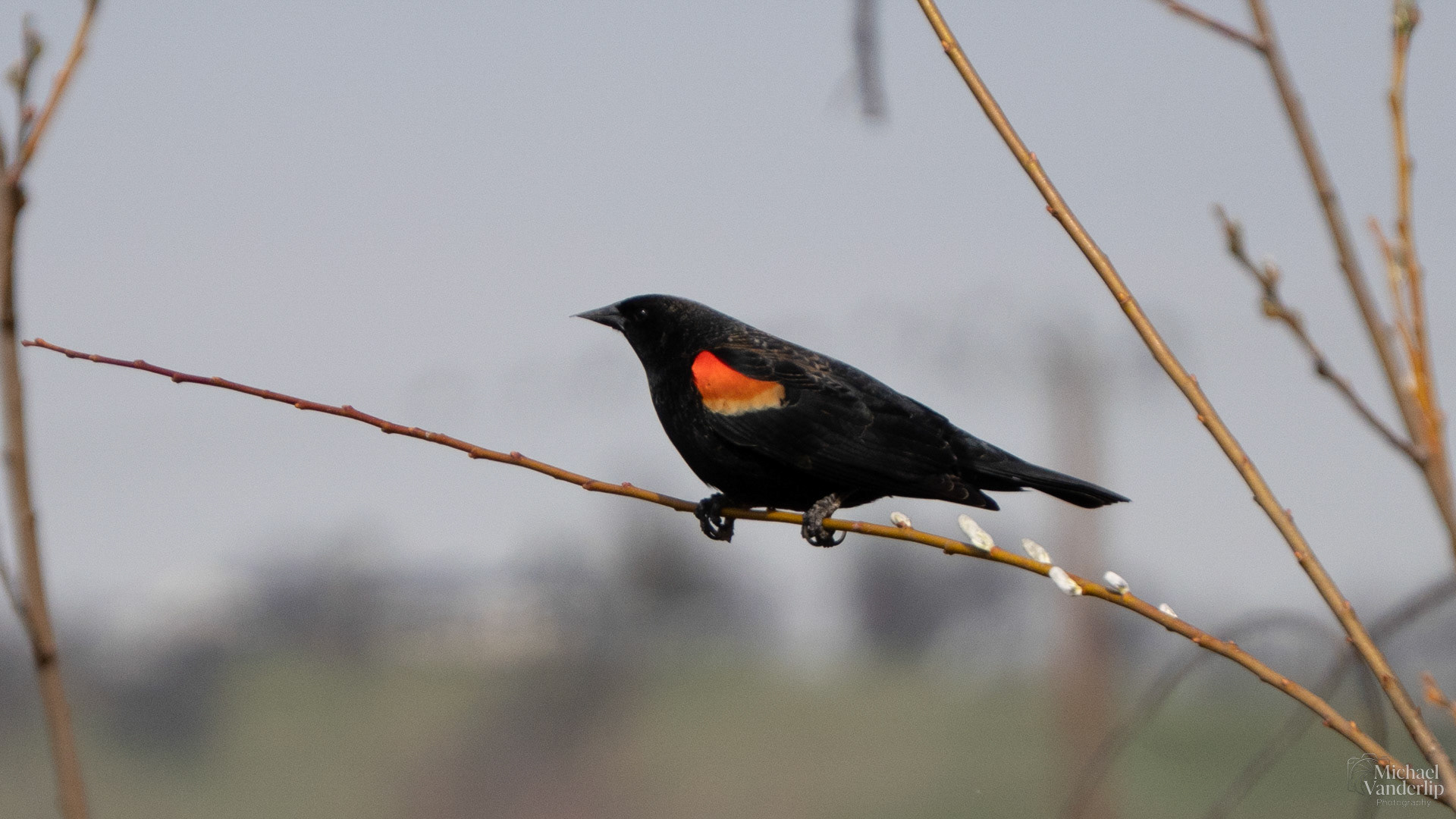 Red Winged Black Bird along the Bear Creek Greenway near Talent, Oregon.