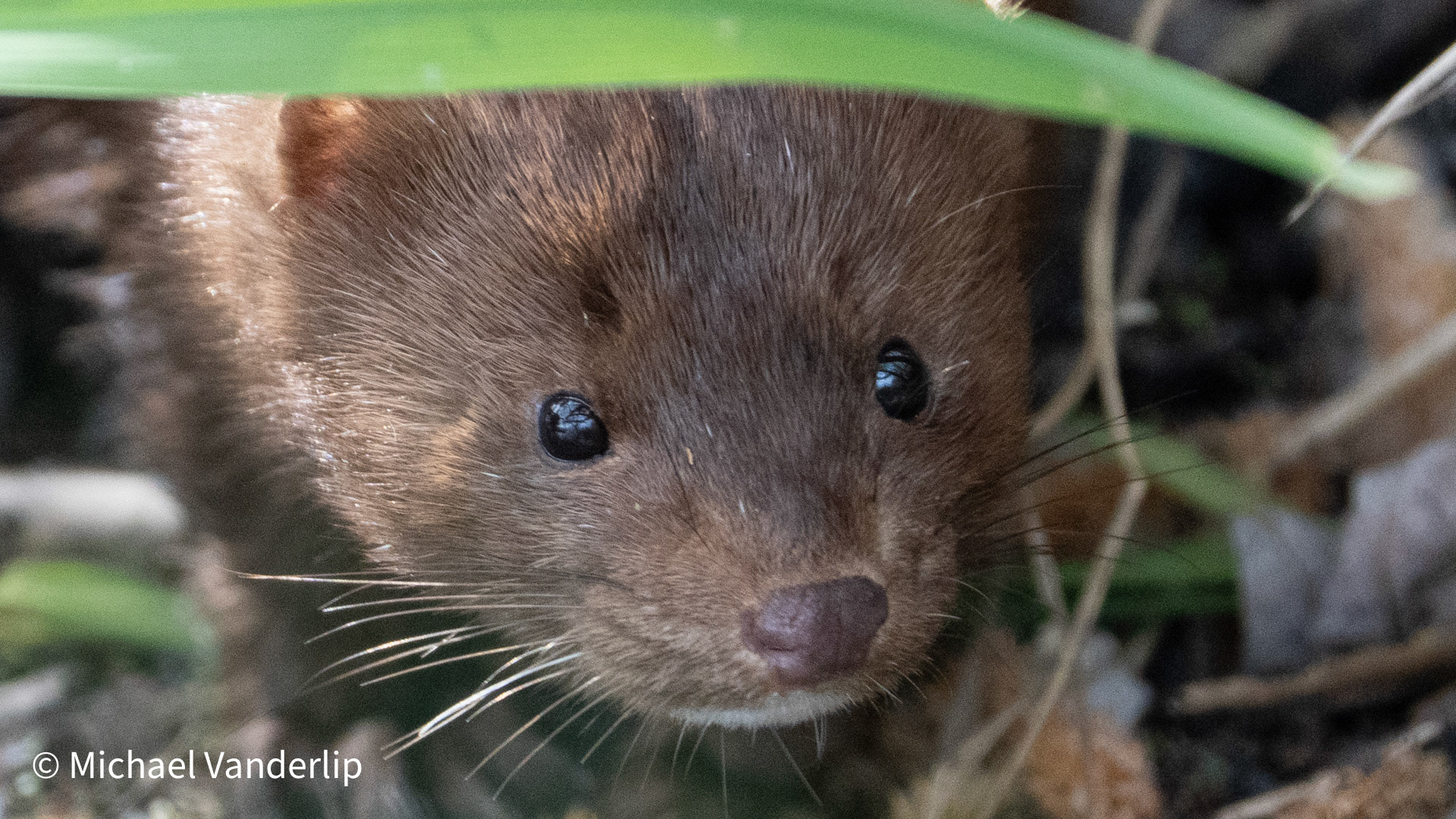 American Mink along the Bear Creek Greenway near Talent, Oregon.