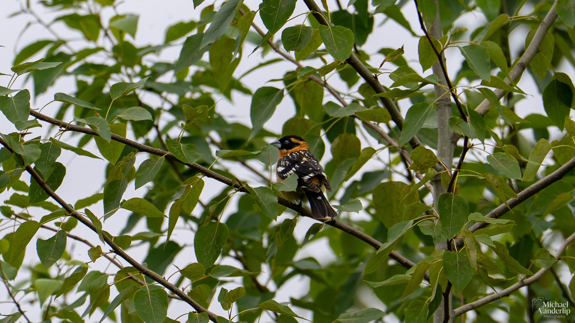 Black Headed Grosbeak along the Bear Creek Greenway near Talent, Oregon.