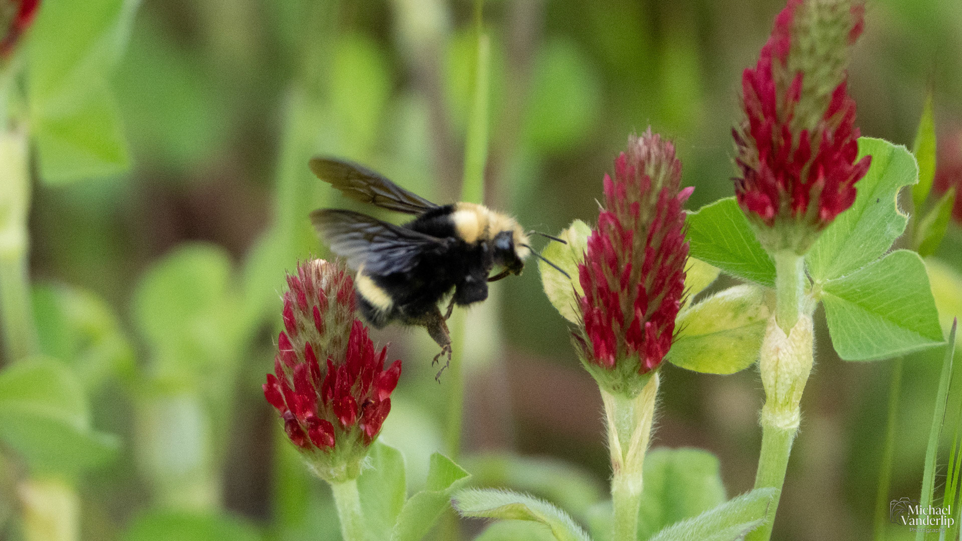 Yellow Faced Bumble Bee and Crimson Clover along Bear Creek Greenway near Talent, Oregon.
