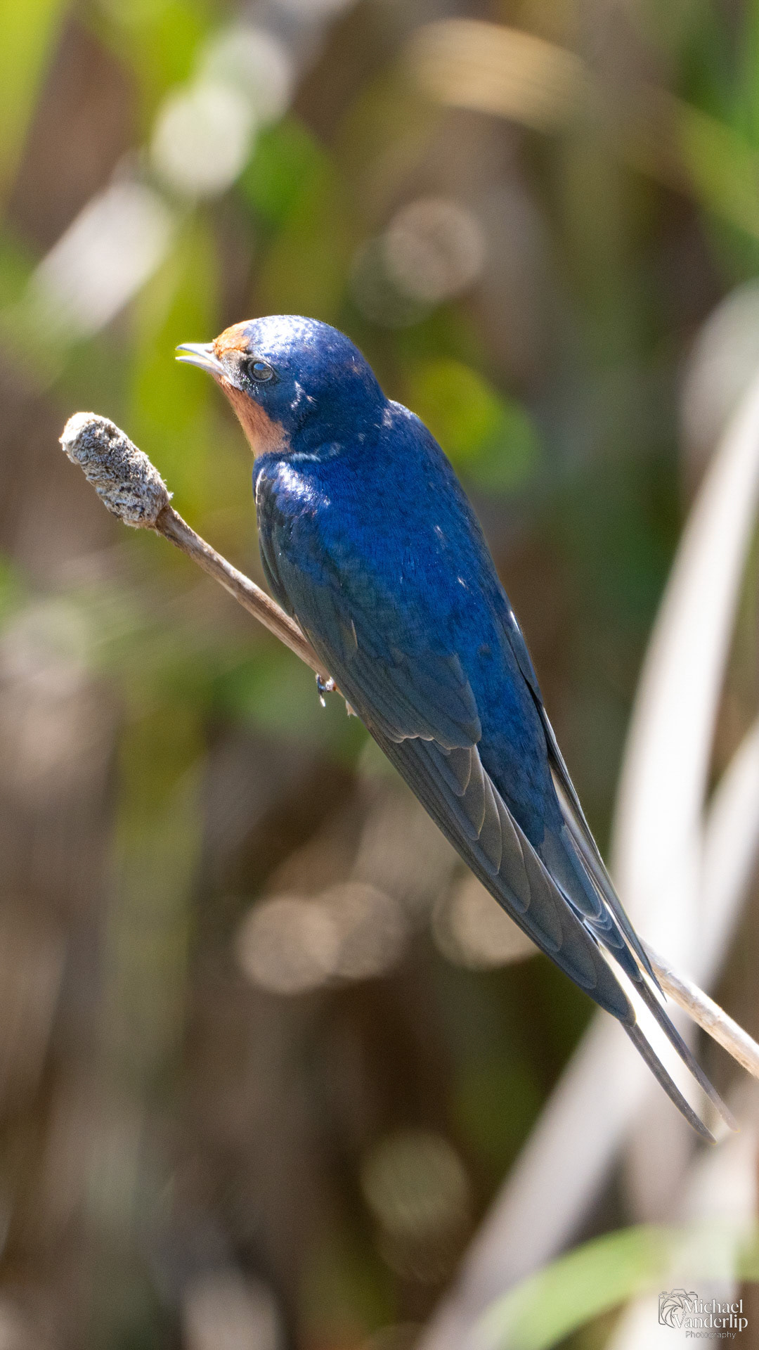 Barn Swallow along the Umpqua River near Reedsport, Oregon.