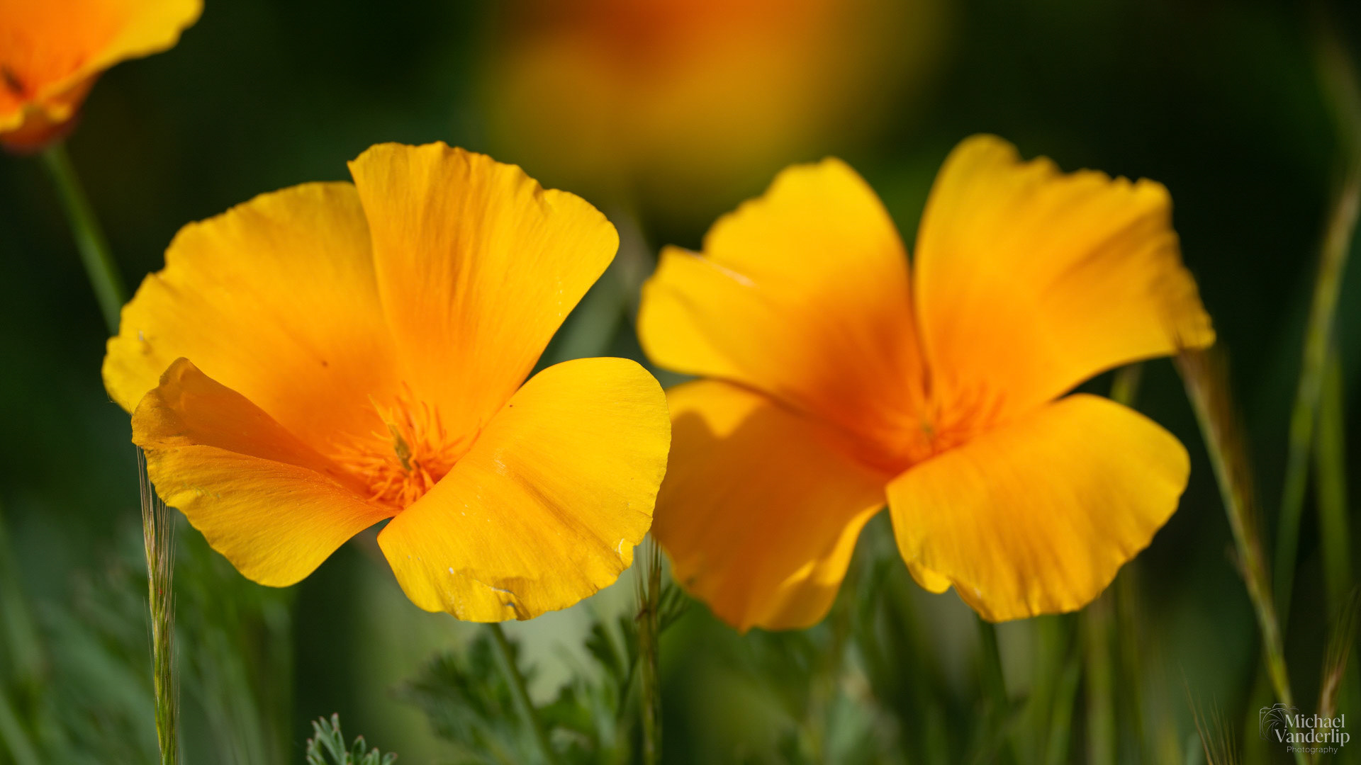 California Poppy along the Bear Creek Greenway near Talent.