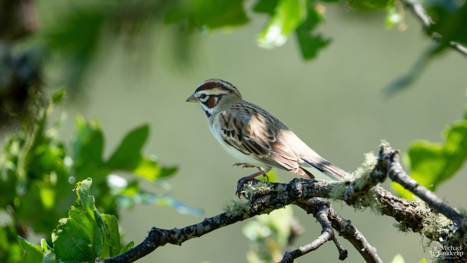Lark Sparrow on Lower Table Rock, Central Point, Oregon.