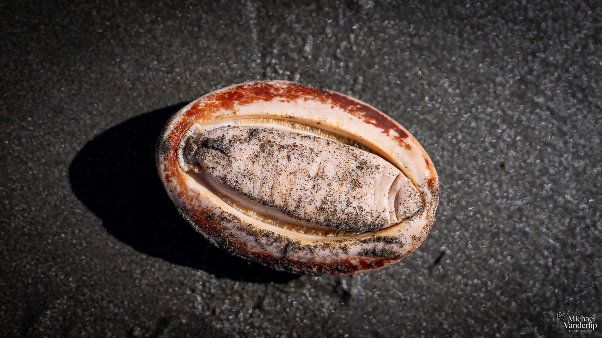 Gumboot Chiton on Harris Beach, Brookings, Oregon.