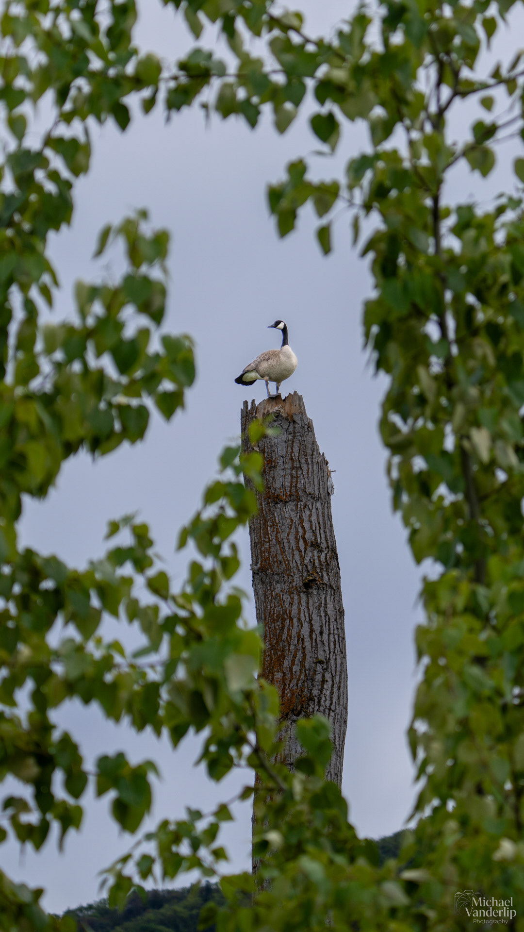 Canada Goose along the Bear Creek Greenway near Talent, Oregon.