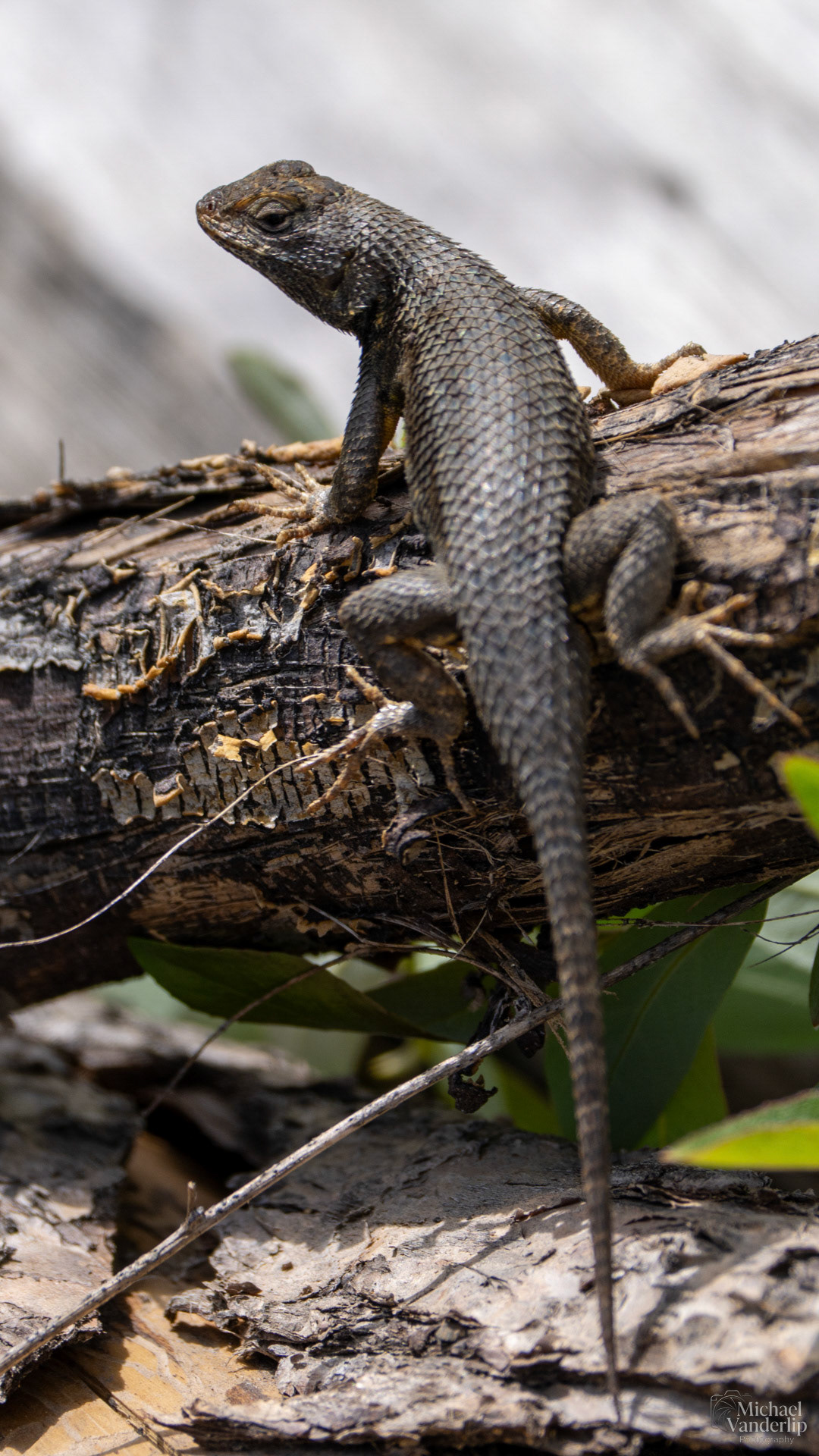 Western Fence Lizard along the Bear Creek Greenway near Talent, Oregon.