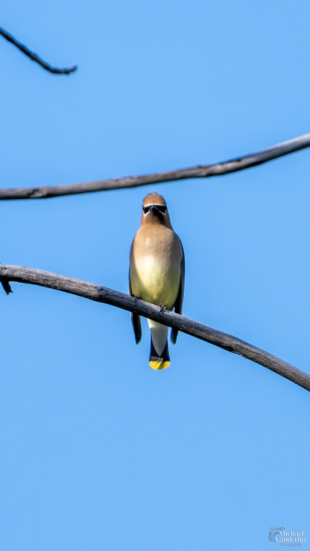 Cedar Waxwing along the Bear Creek Greenway near Talent, Oregon.