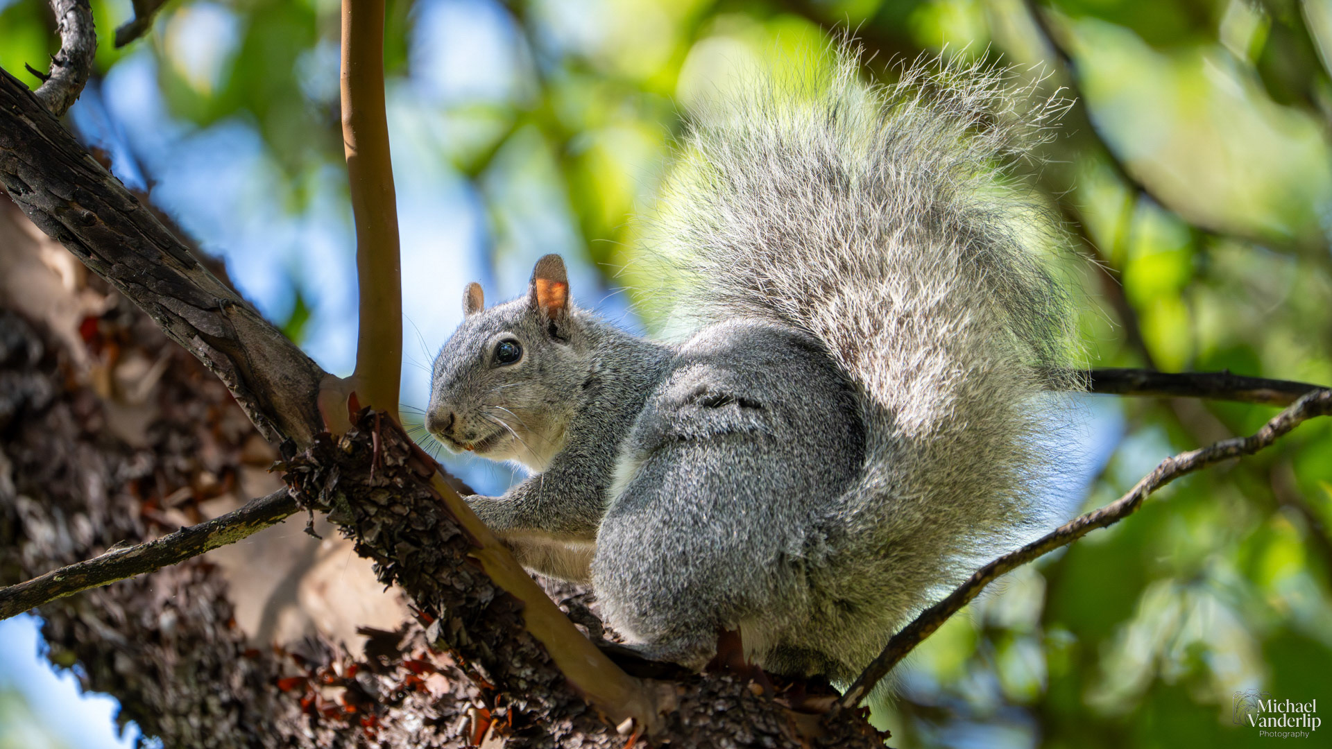 Western Gray Squirrel on the Lower Table Rock Trail, Central Point, Oregon.