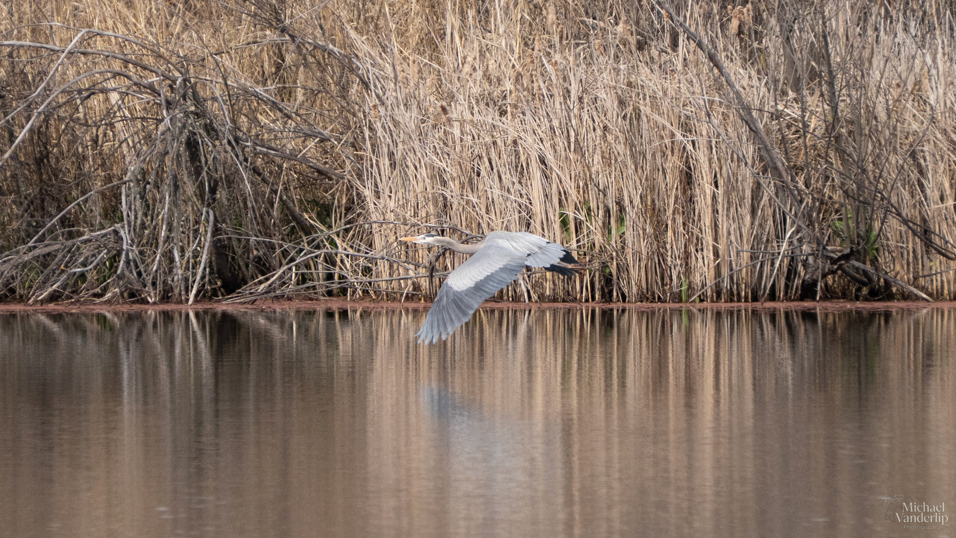 Great Blue Heron along the Bear Creek Greenway near Talent, Oregon.