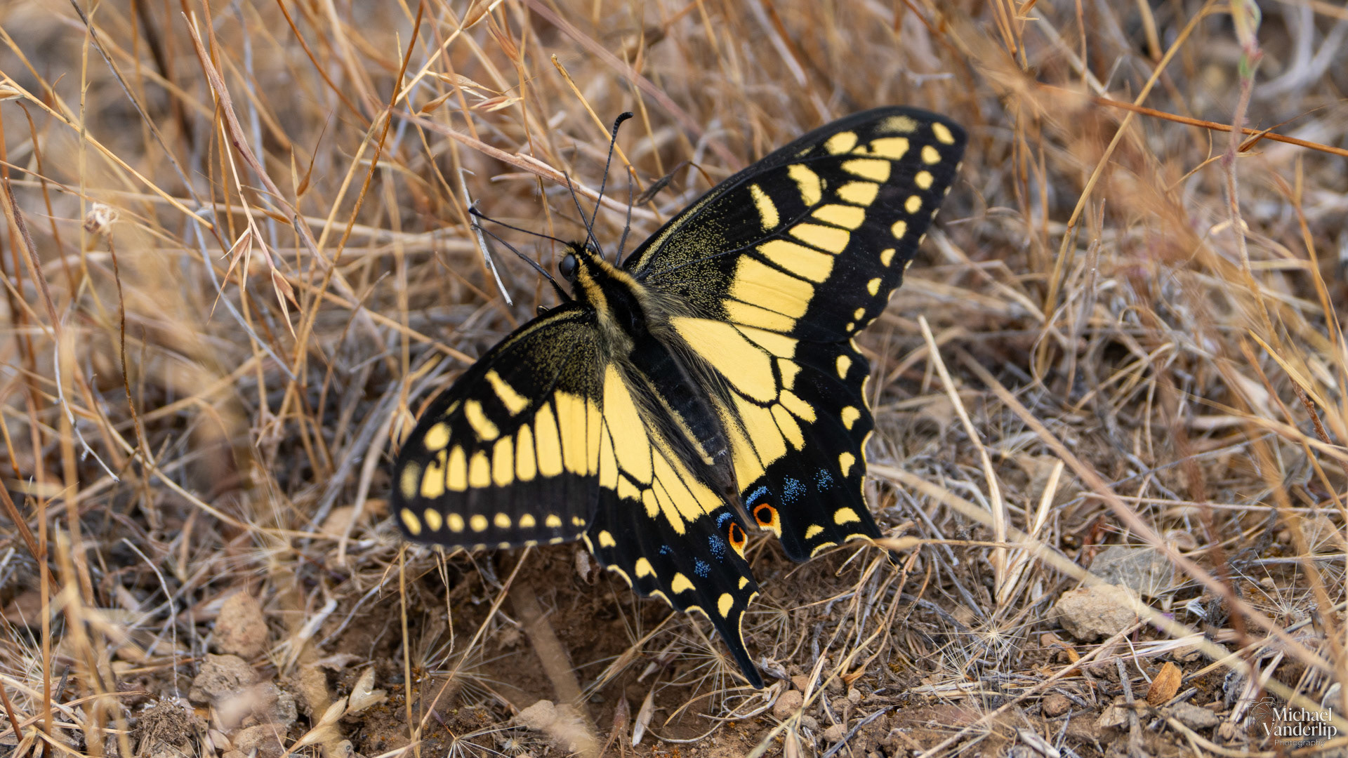 Anise Swallowtail on Lower Table Rock, Central Point, Oregon.
