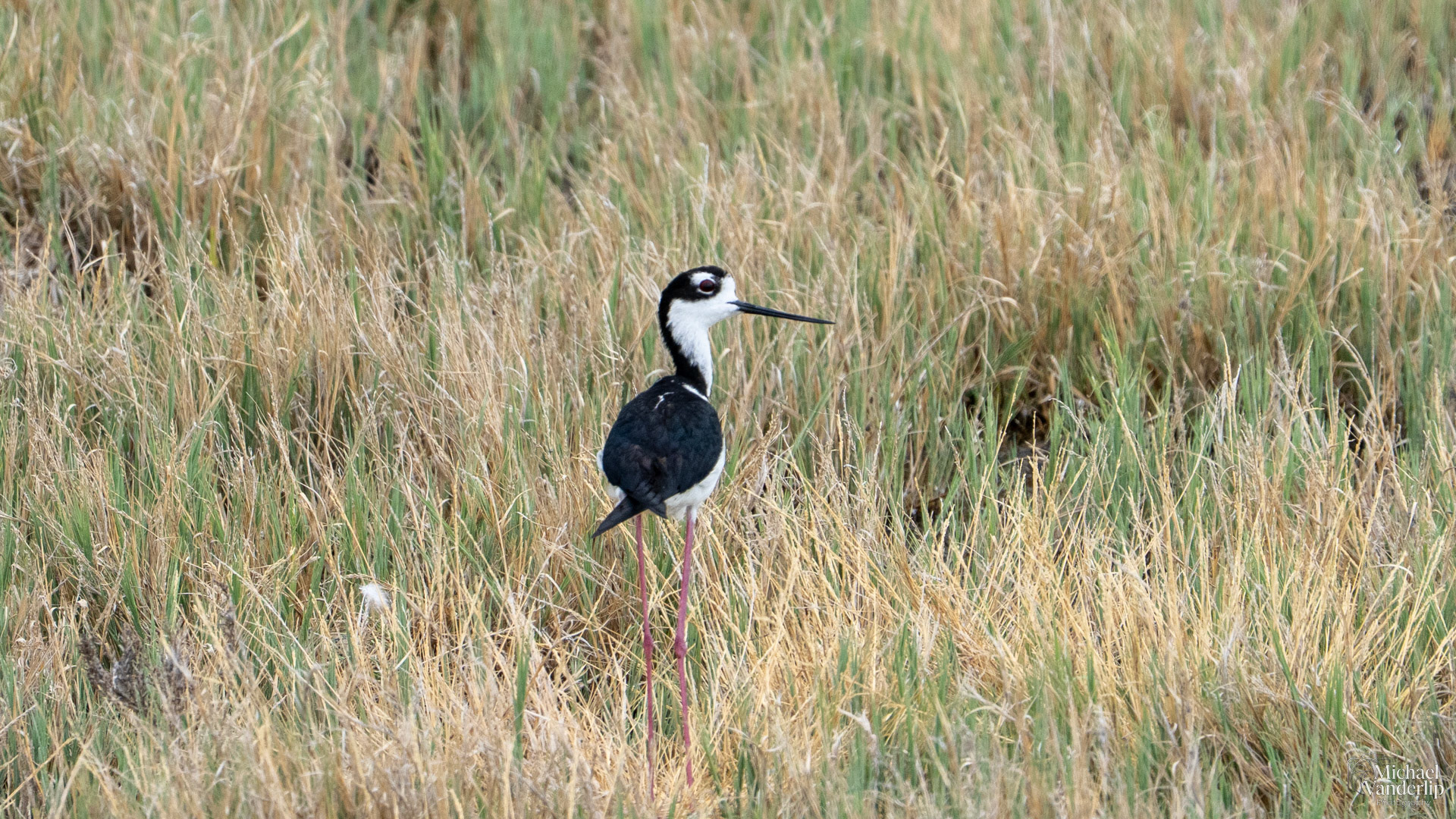 Black-Necked Stilt near Salt Lake, Utah.