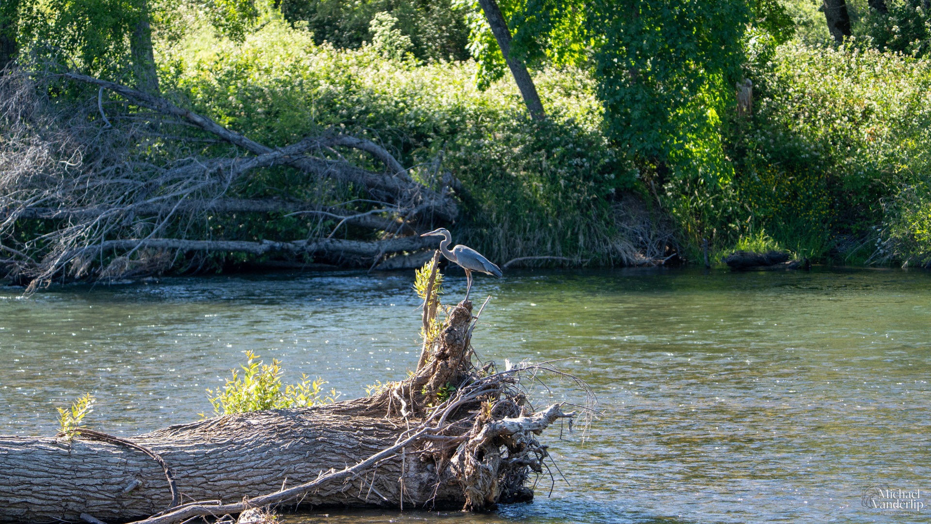 Great Blue Heron along the Rogue River near Tou Velle Park, White City, Oregon.