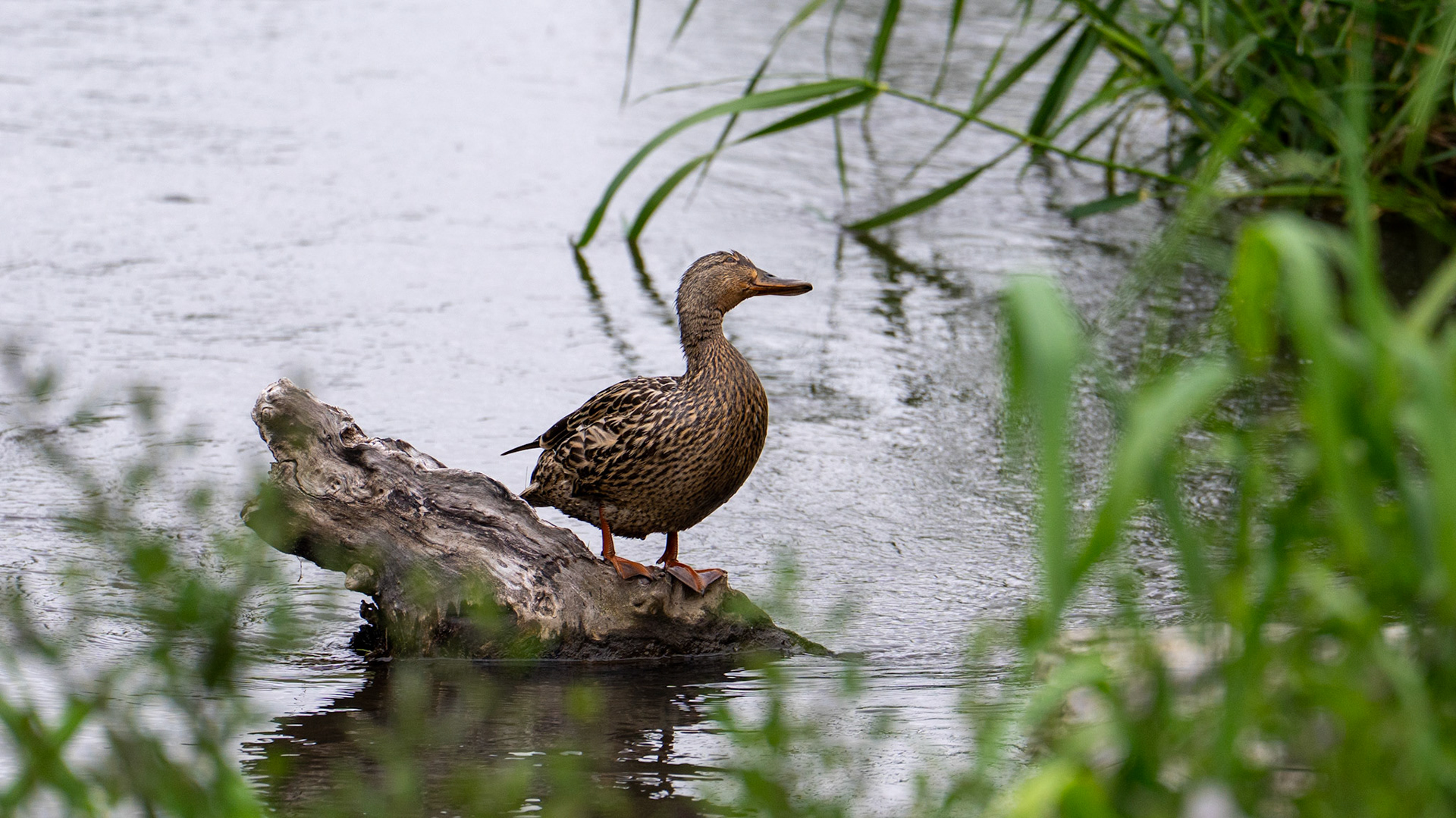 Mallard along the Bear Creek Greenway near Talent, Oregon.