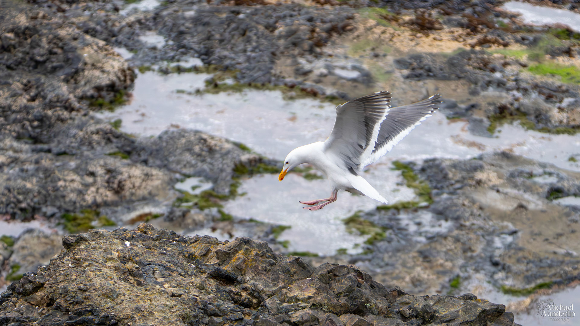 Seagull on the coast, Depoe Bay, Oregon