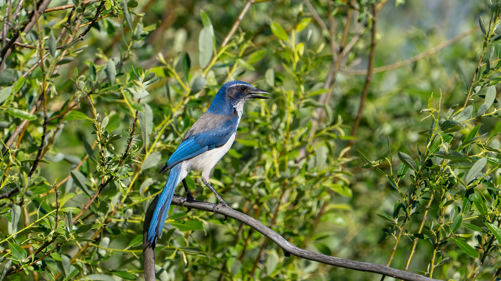 California Scrub Jay along the Bear Creek Greenway near Talent, Oregon.