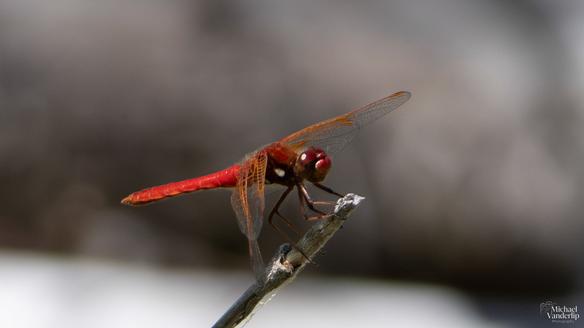 Scarlet Dragonfly along the Bear Creek Greenway near Talent, Oregon.