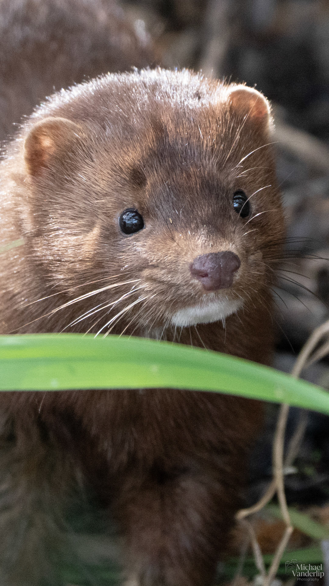 American Mink along the Bear Creek Greenway near Talent, Oregon.