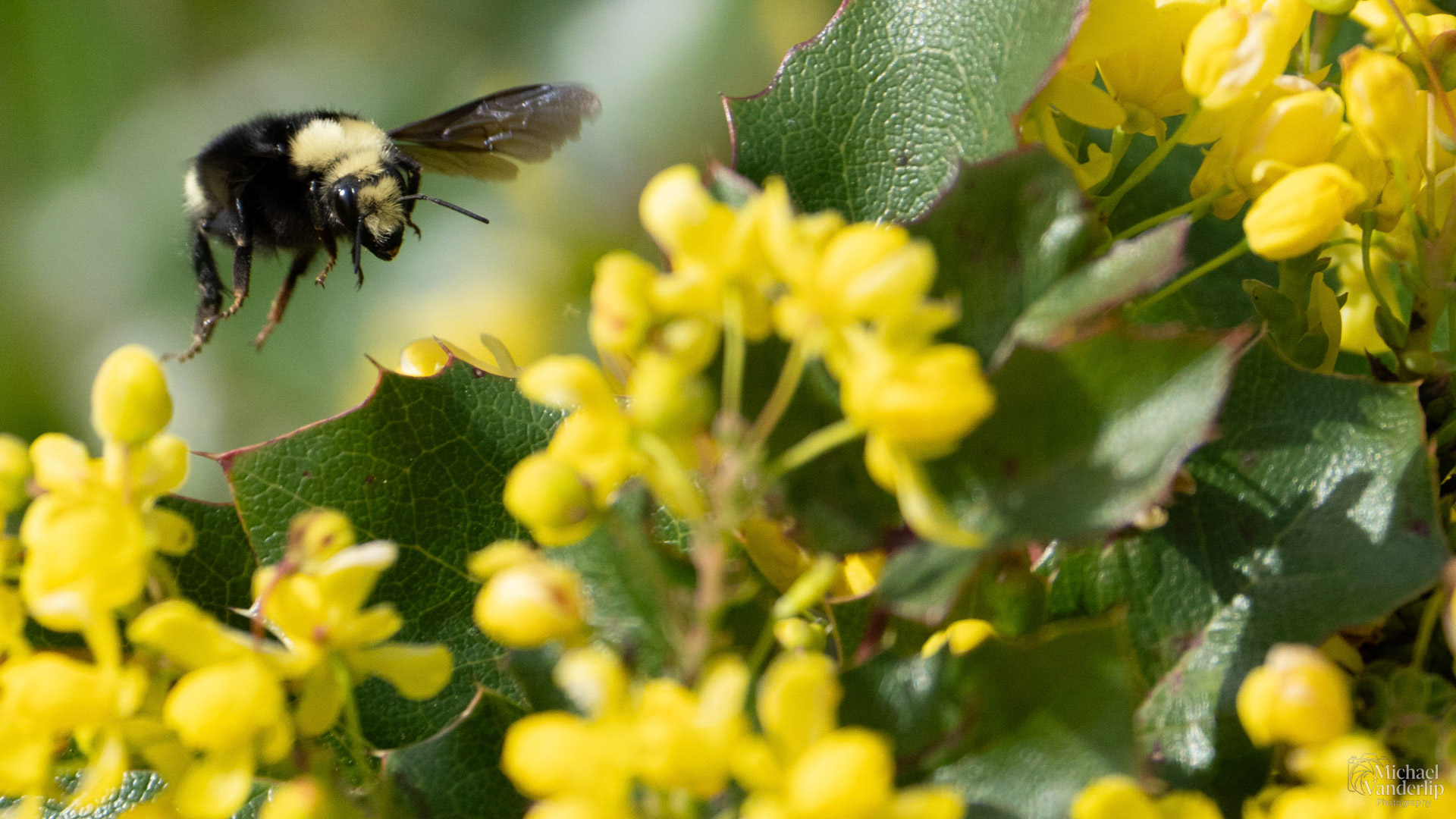 Yellow Faced Bumble Bee and Oregon Grape Plant along the Bear Creek Greenway near Talent, Oregon.