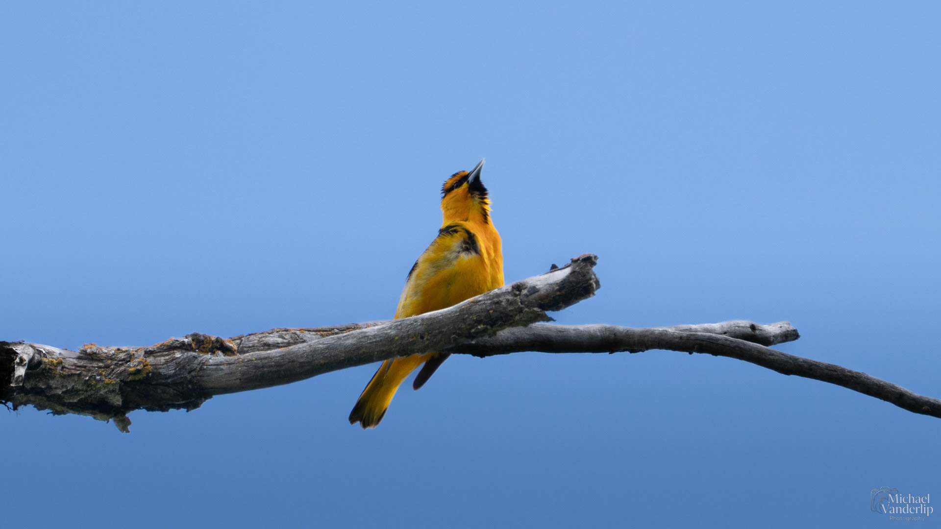 Bullock's Oriole along the Bear Creek Greenway near Talent, Oregon.
