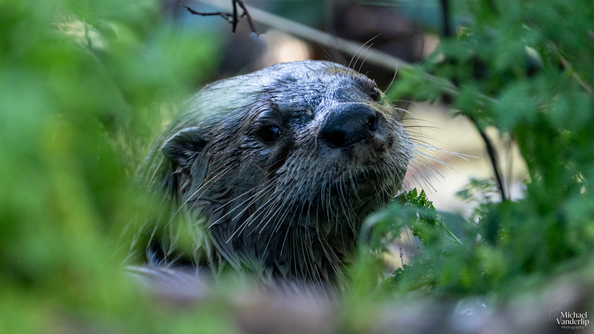 River Otter along the Bear Creek Greenway near Talent, Oregon.