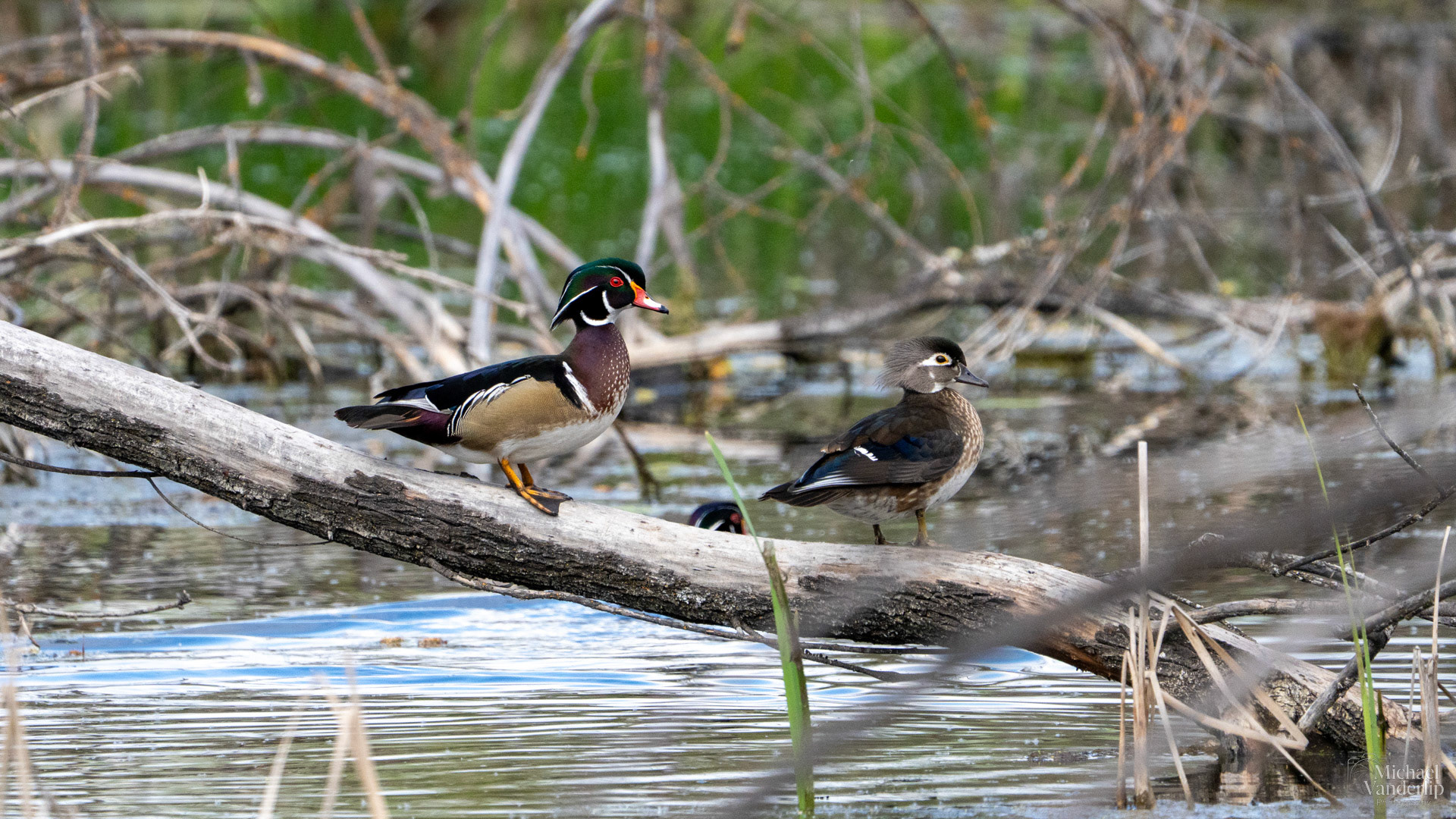 Wood Ducks along the Bear Creek Greenway near Talent, Oregon.