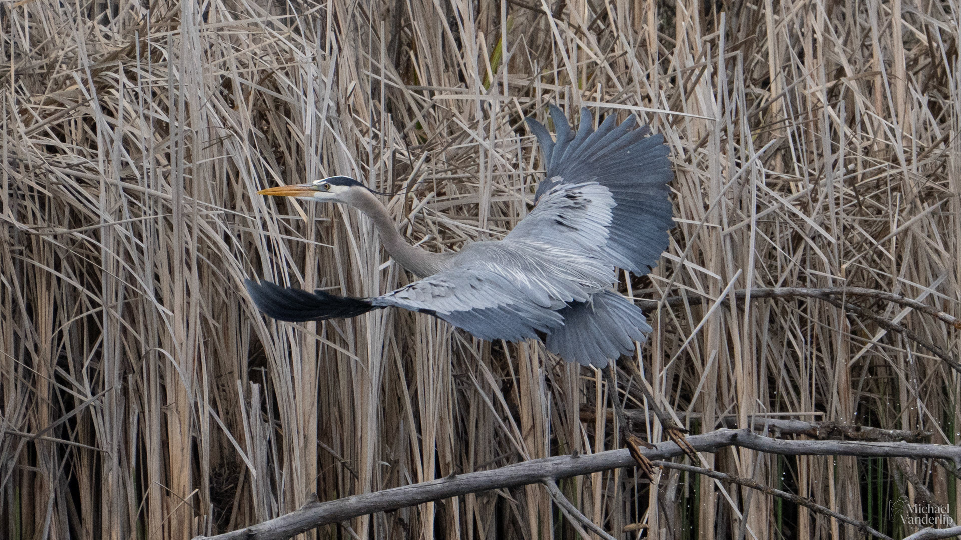 Great Blue Heron along the Bear Creek Greenway near Talent, Oregon.