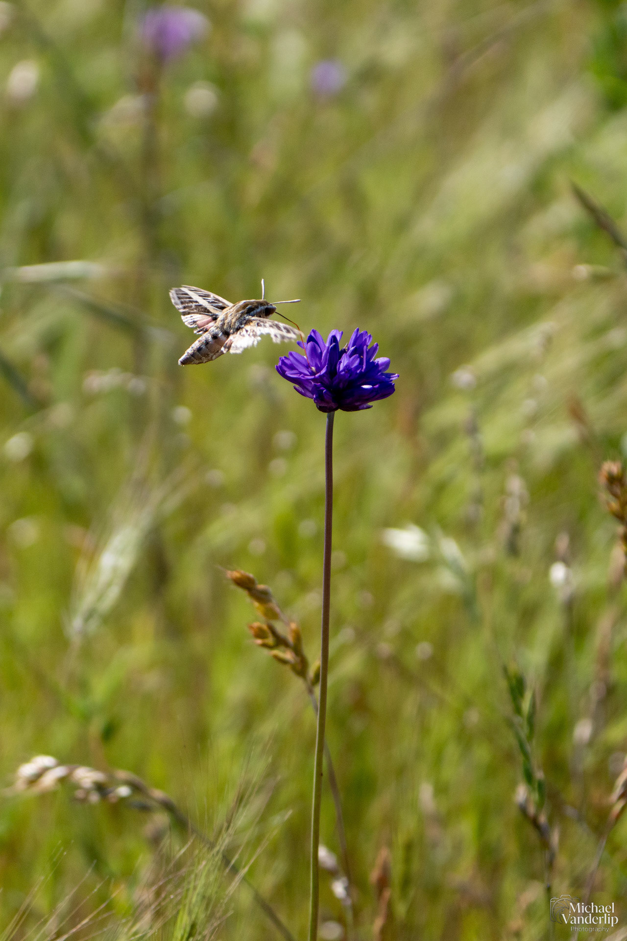 White-Lined Sphinx Moth on Lower Table Rock, Central Point, Oregon.