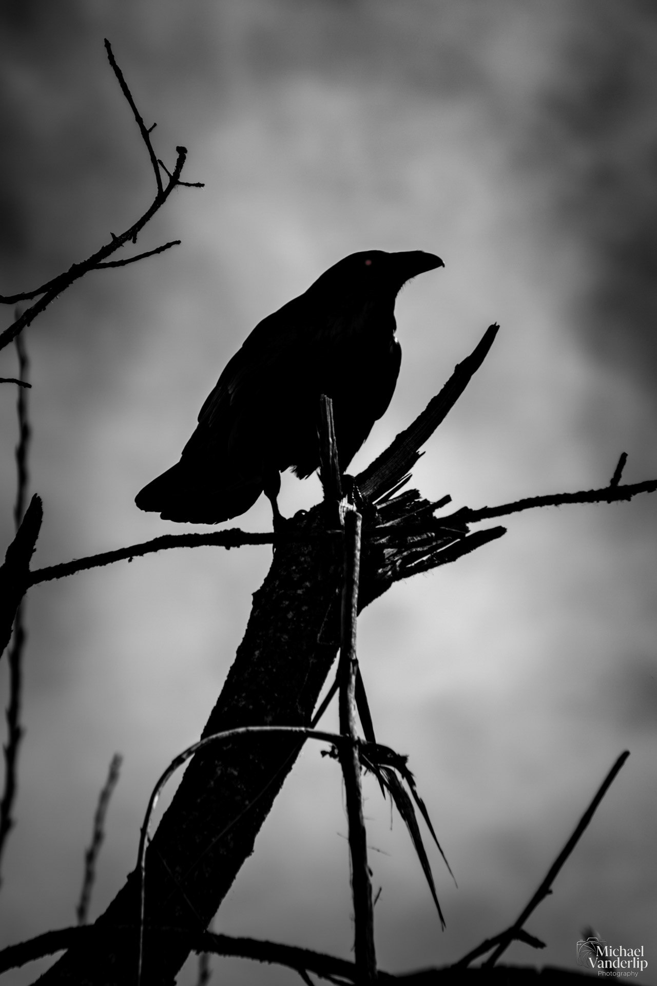Raven along the Bear Creek Greenway near Talent, Oregon (Artistic Version).