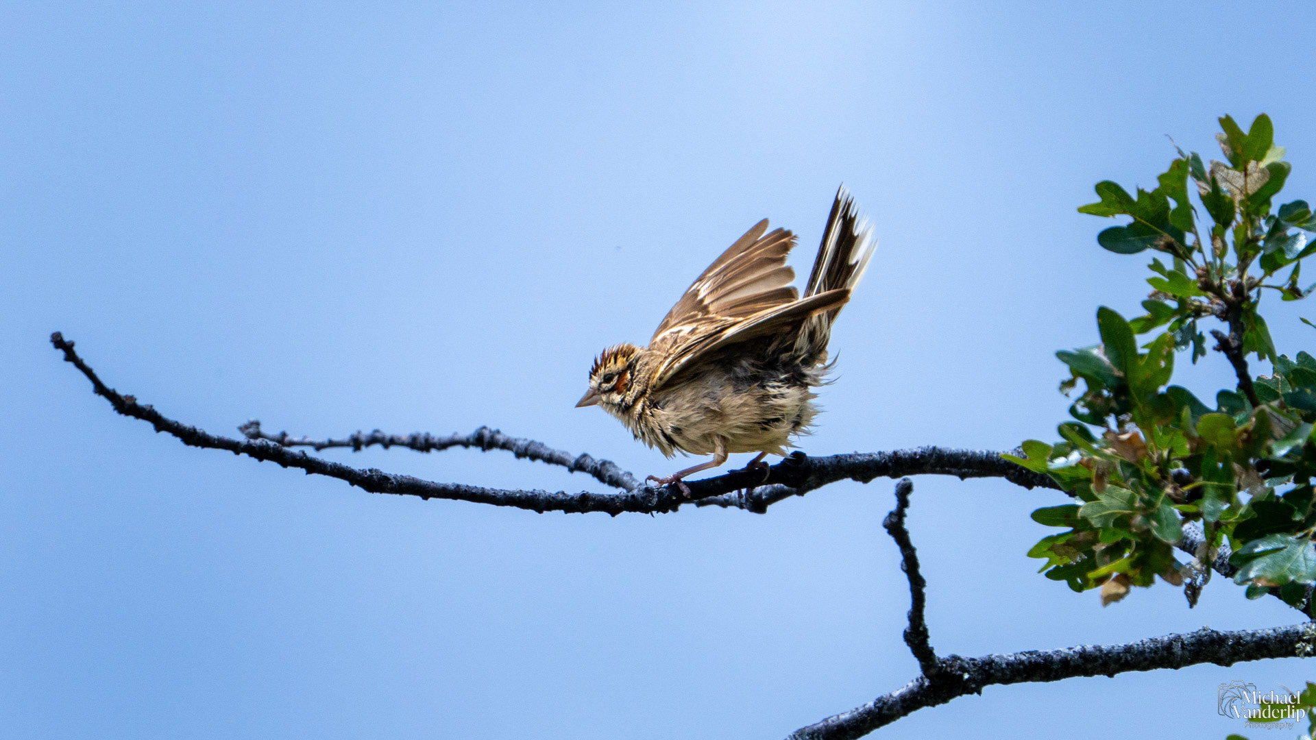 Lark Sparrow on Lower Table Rock, Central Point, Oregon.
