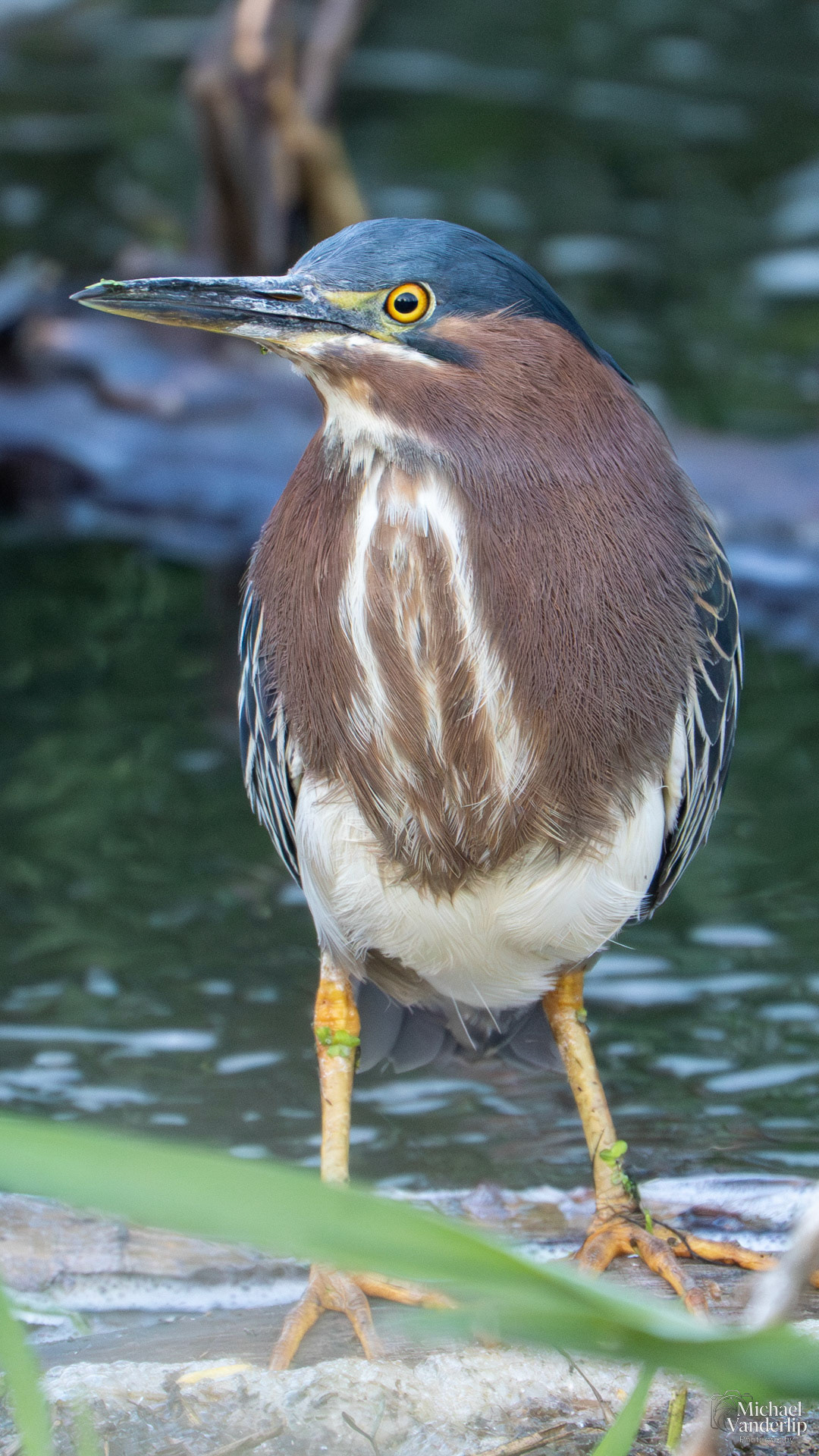Green Heron along the Bear Creek Greenway near Talent, Oregon.