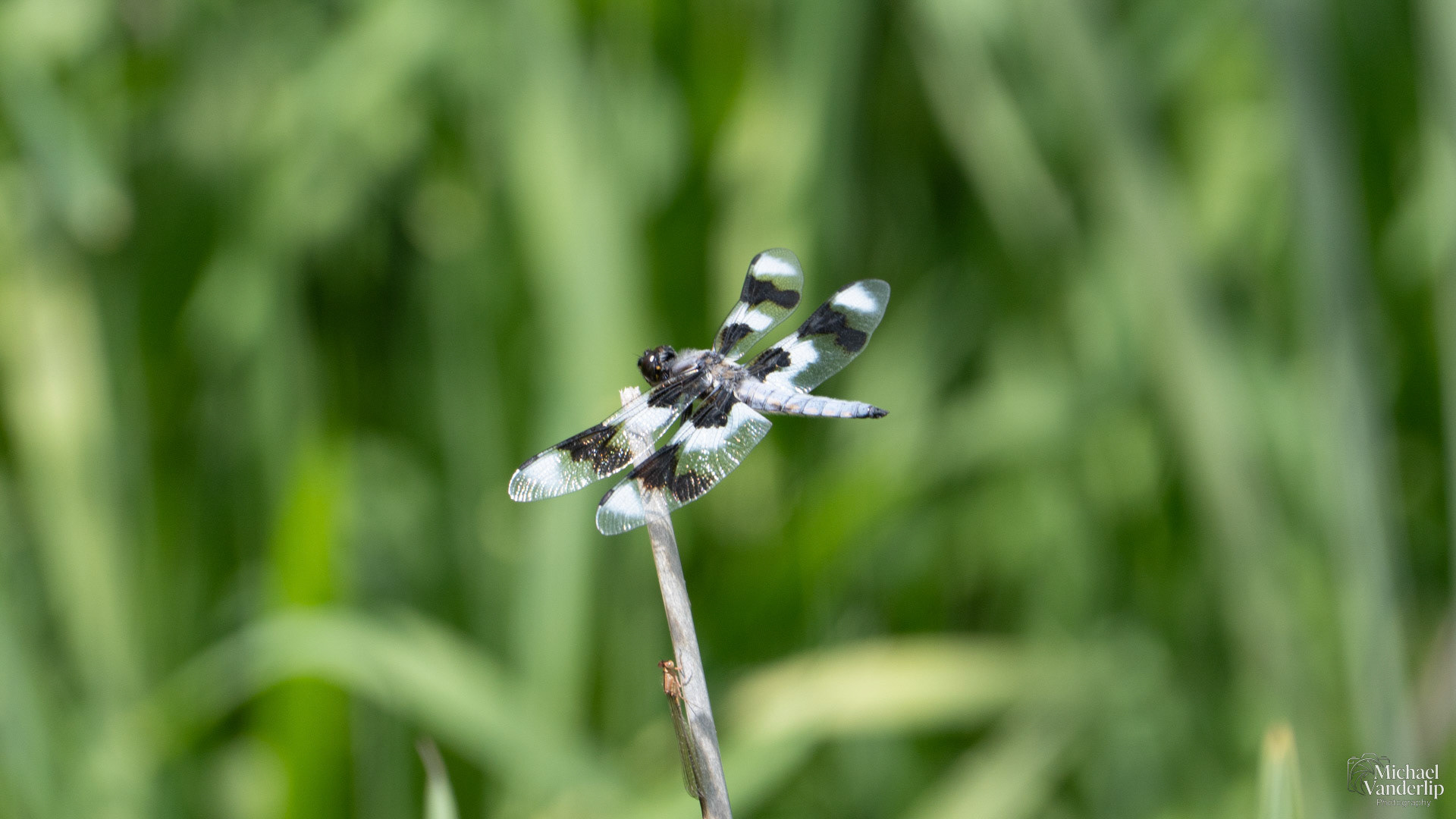 Twelve-Spotted Skimmer Dragonfly along the Bear Creek Greenway near Talent, Oregon.
