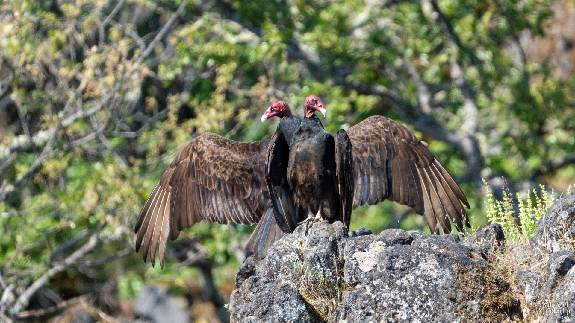 Turkey Vultures on Lower Table Rock, Central Point, Oregon.
