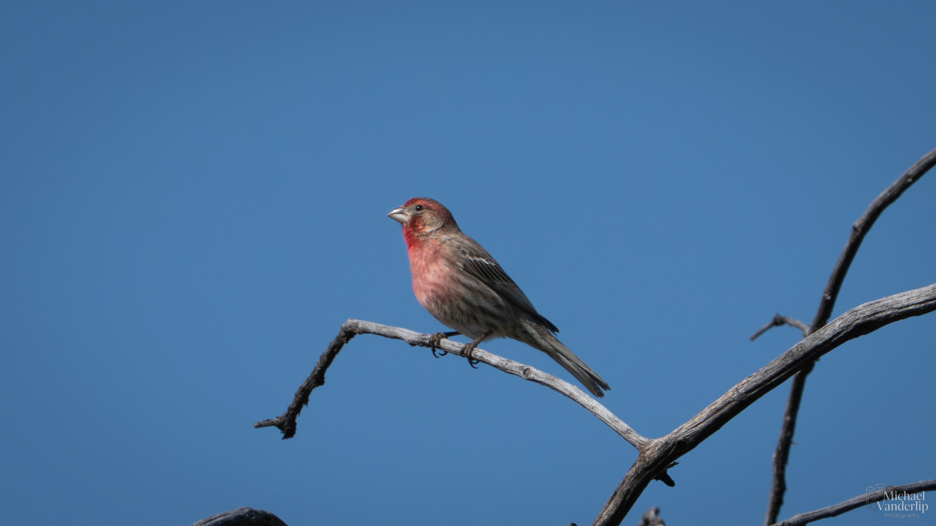 House Finch along the Bear Creek Greenway near Talent, Oregon.