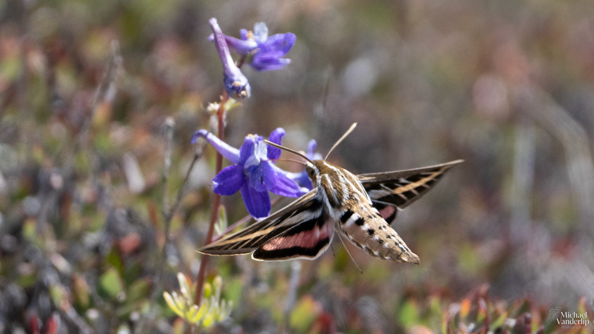 White-Lined Sphinx Moth along the Pacific Crest Trail near Mt. Ashland, Oregon.