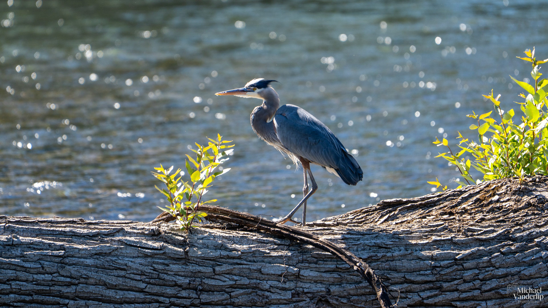 Great Blue Heron along the Rogue River near Tou Velle Park, White City, Oregon.