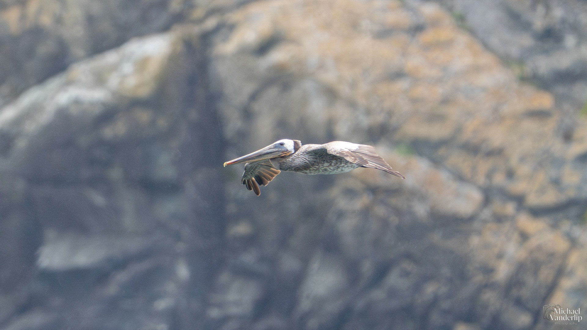 Brown Pelican on the coast at Harris Beach, Brookings, Oregon.