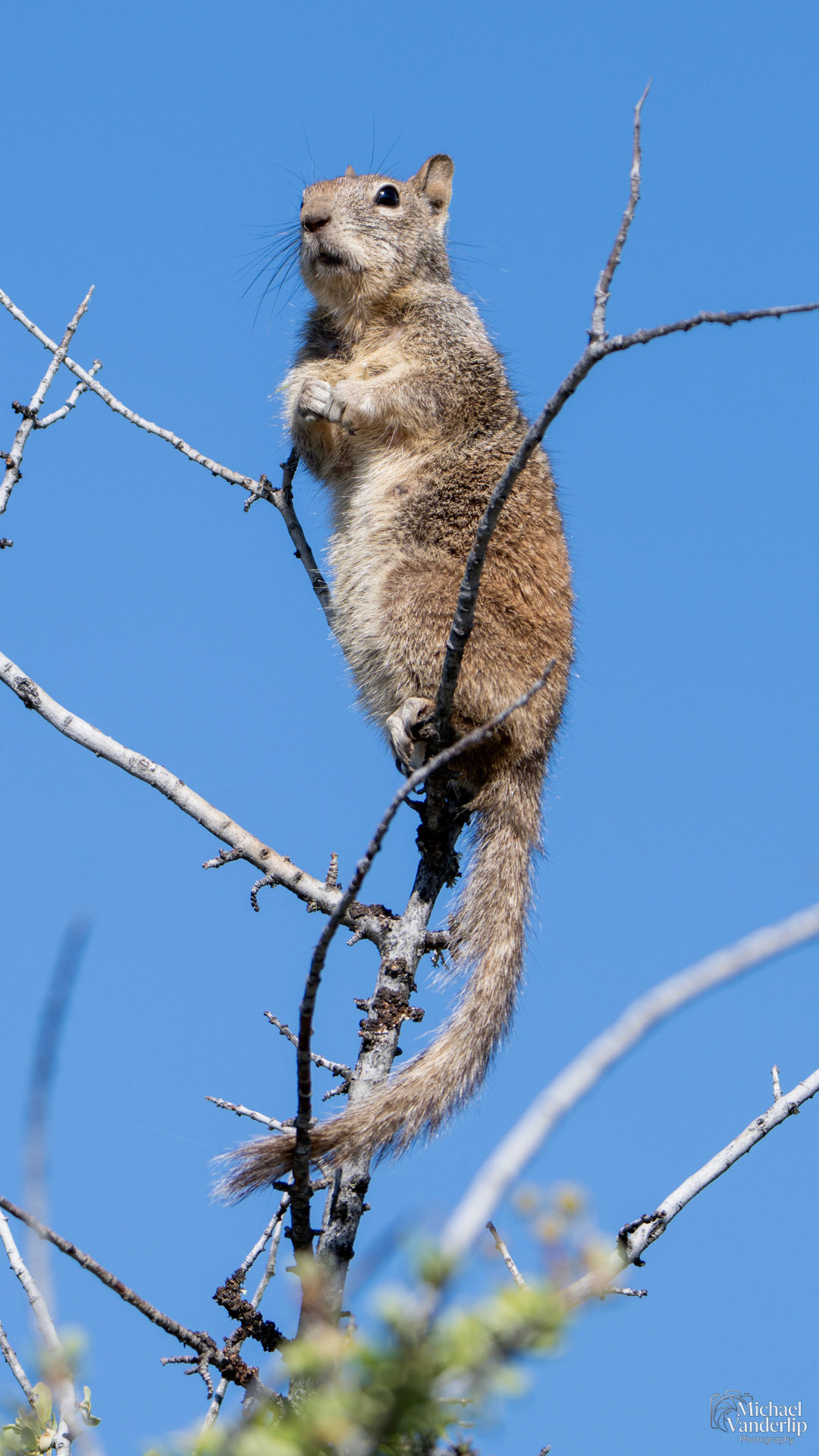 California Ground Squirrel in a tree on Lower Table Rock, Central Point, Oregon.