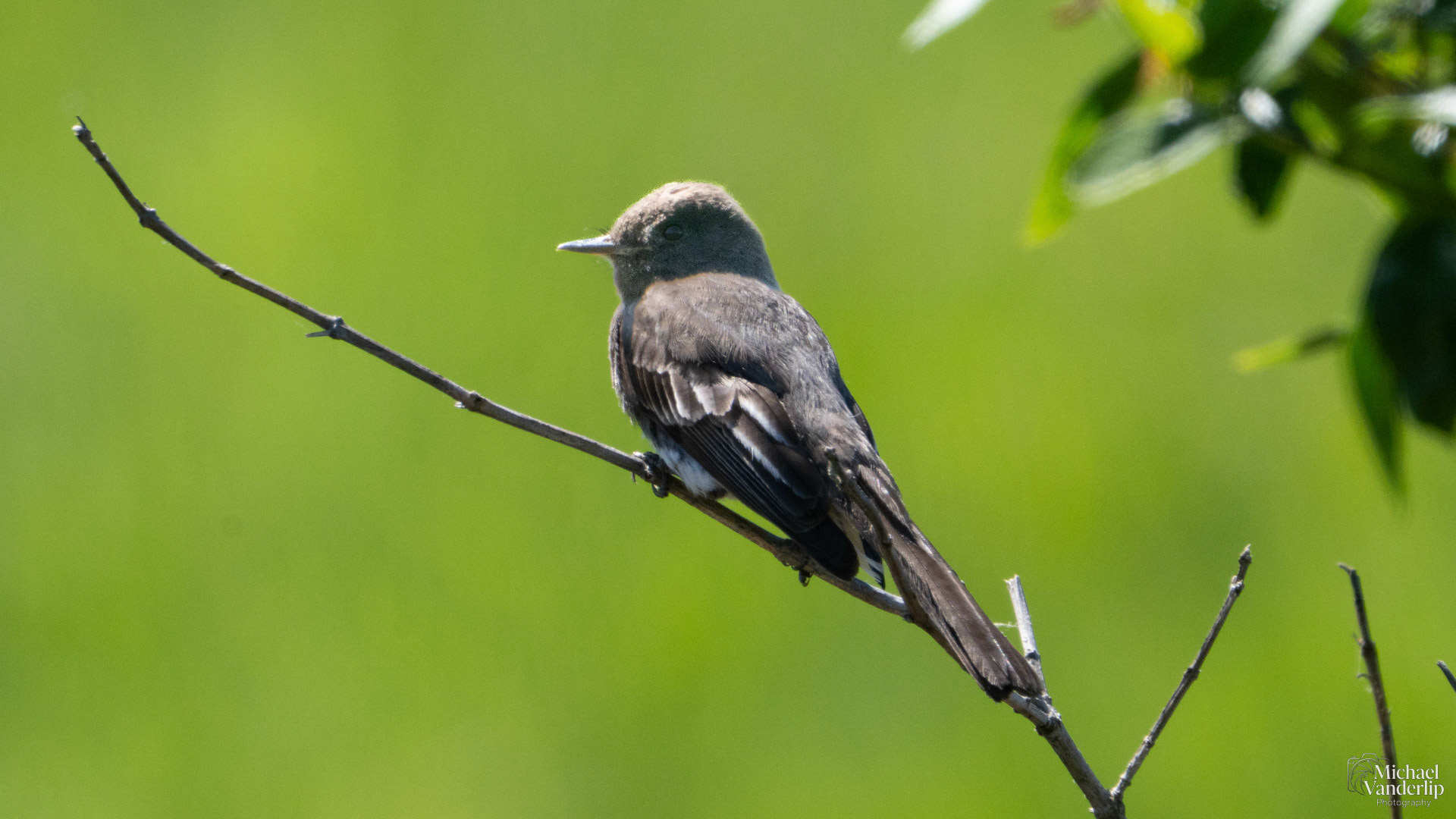 Western Wood-Pewee along the Umpqua River, near Reedsport, Oregon.