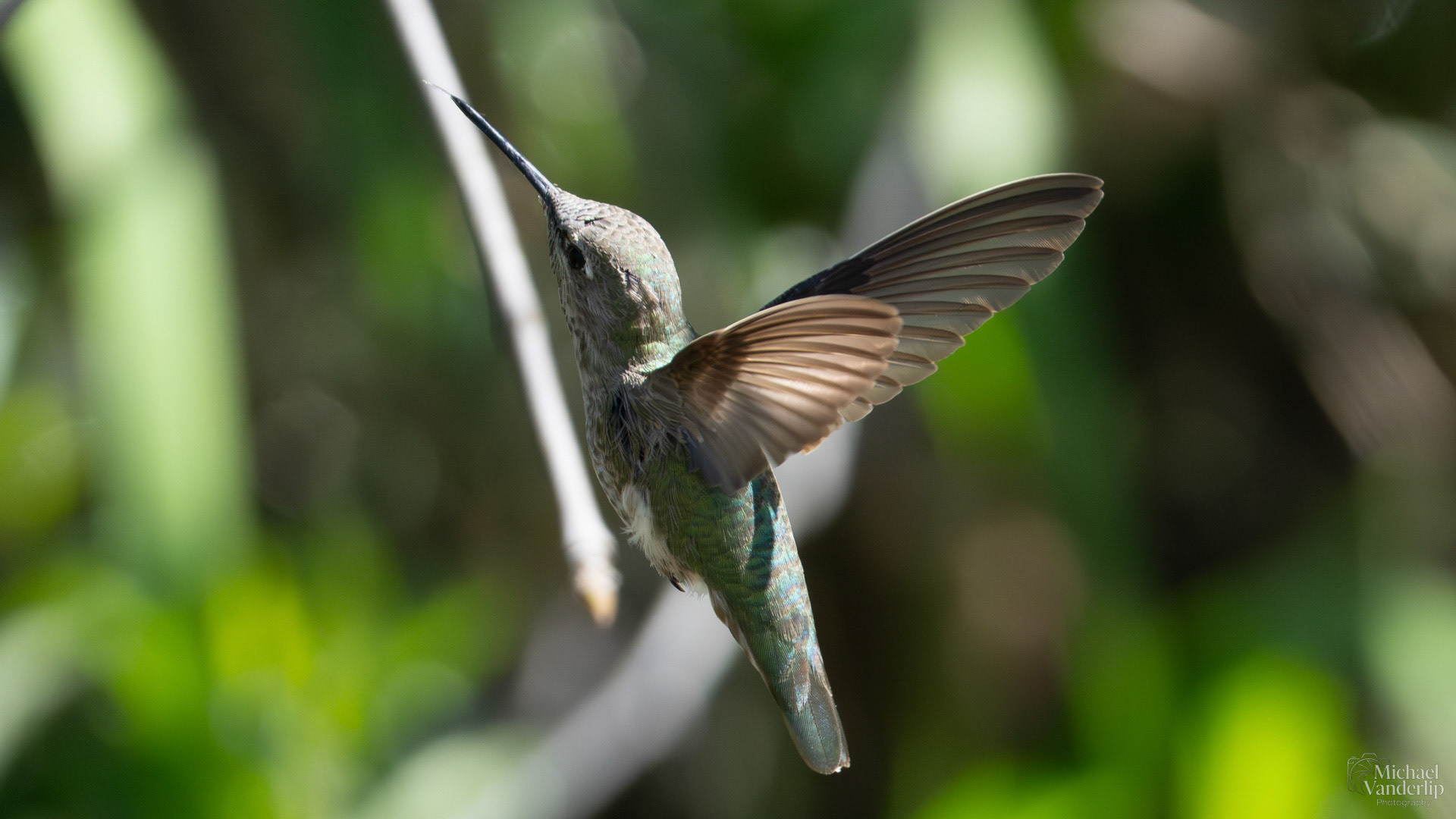 Anna's Hummingbird along the Bear Creek Greenway near Talent, Oregon.