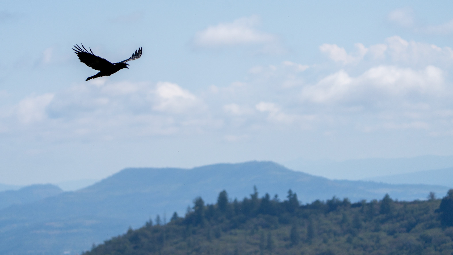 Raven on Lower Table Rock, Central Point, Oregon.