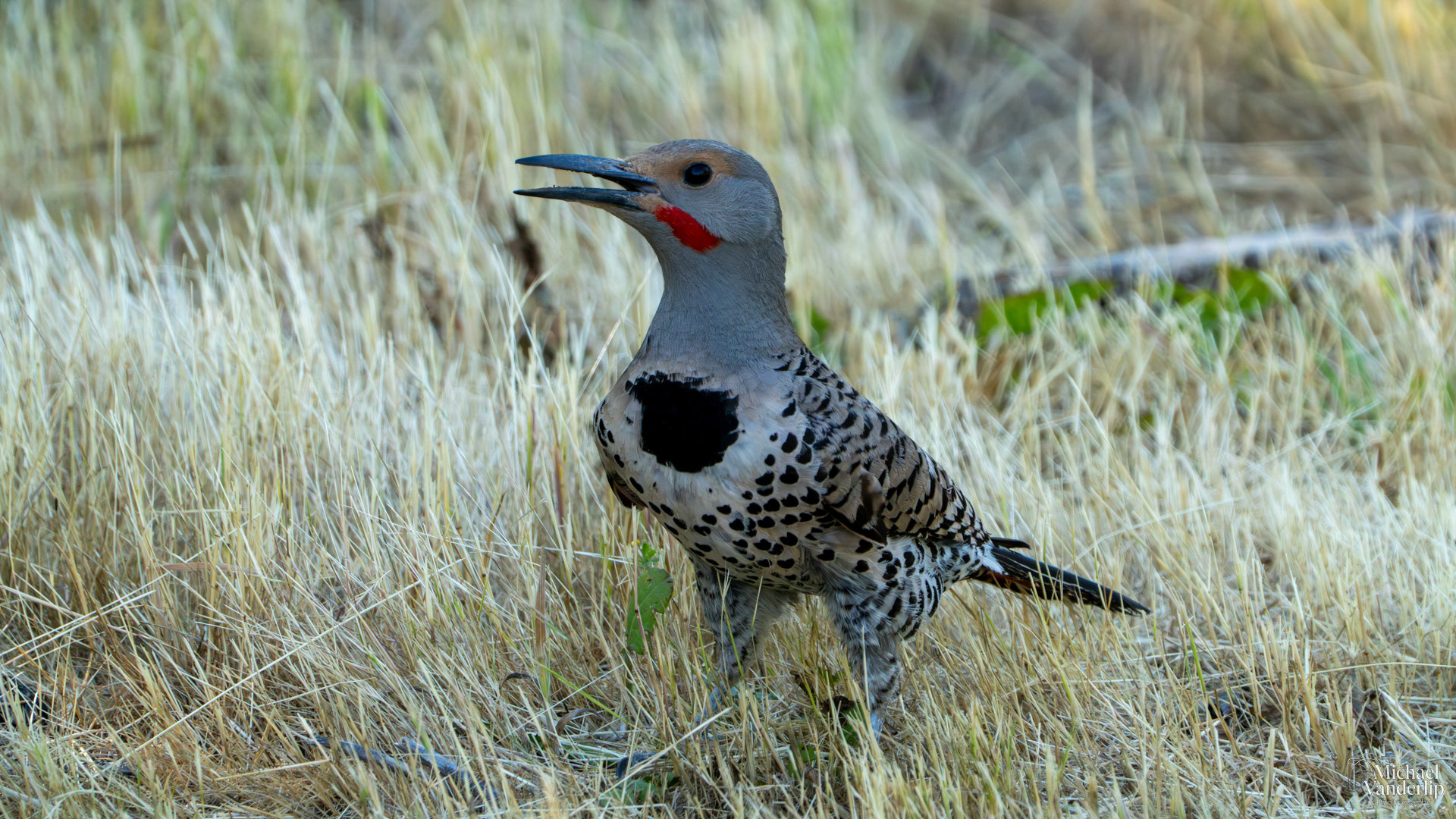 Northern Flicker along the Bear Creek Greenway near Talent, Oregon.