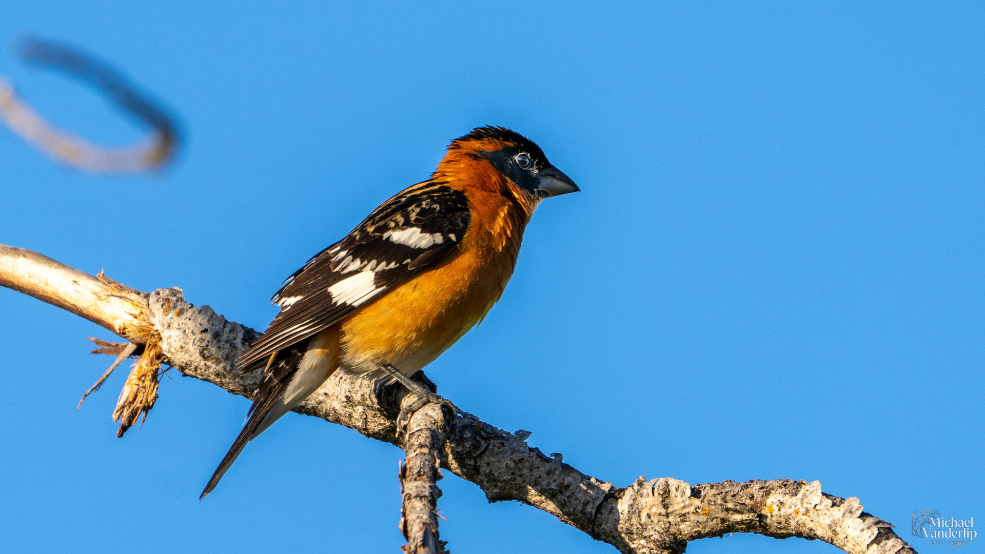 Black-Headed Grosbeak along the Bear Creek Greenway near Talent, Oregon.
